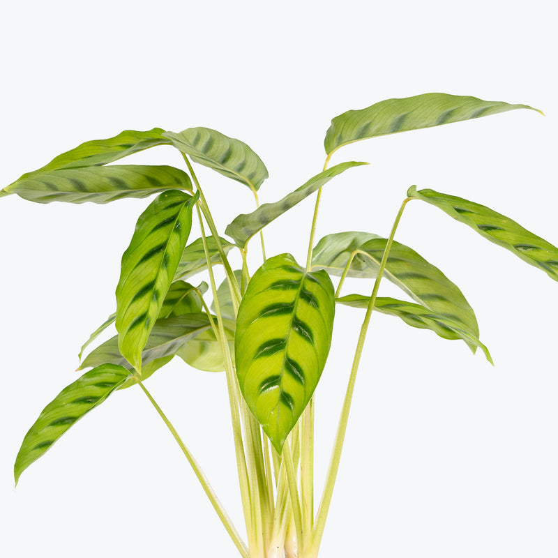 Calathea Leopardina - Toronto House Plant Delivery - JOMO Studio