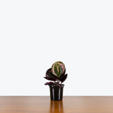 Calathea Little Princess — 4" Pot
