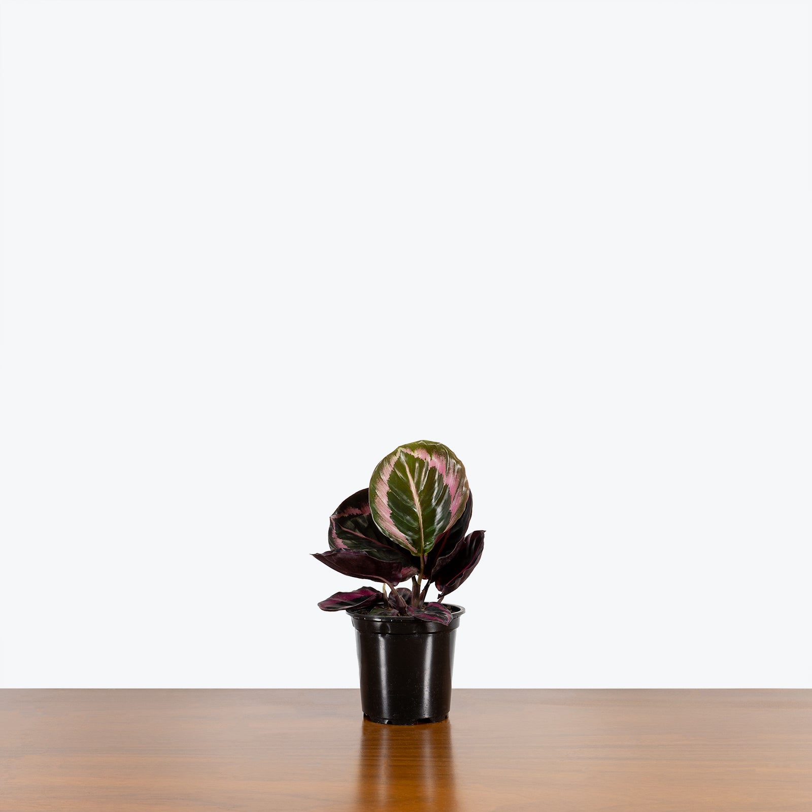 Calathea Little Princess - Toronto House Plant Delivery - JOMO Studio