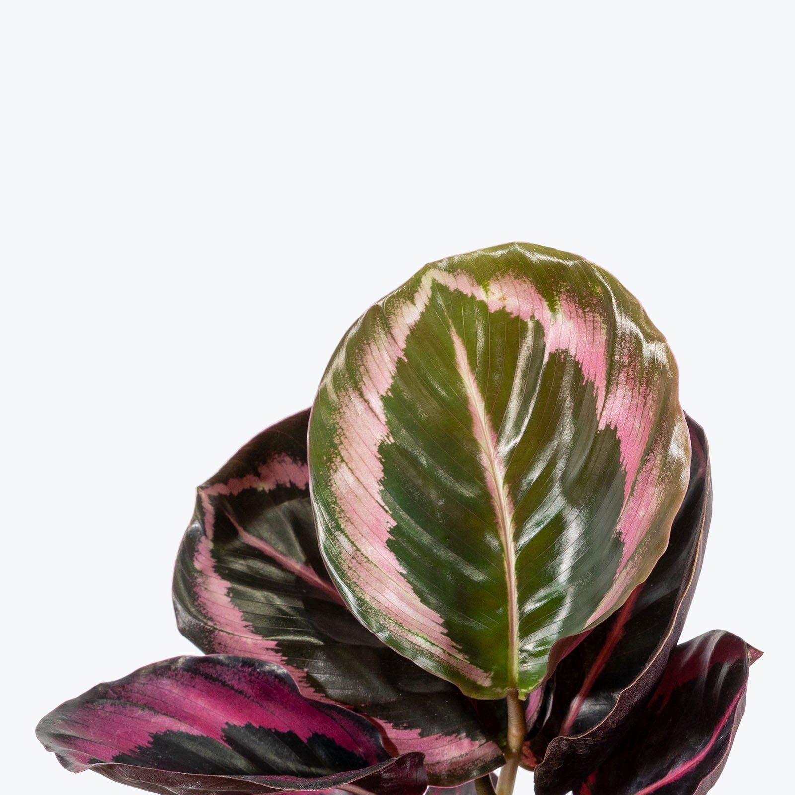 Calathea Little Princess - Toronto House Plant Delivery - JOMO Studio