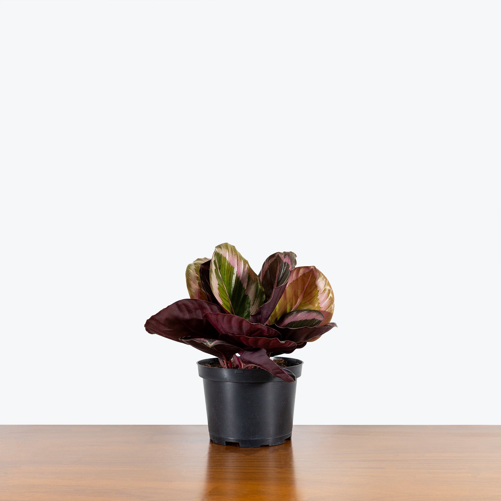 Calathea Little Princess - Toronto House Plant Delivery - JOMO Studio