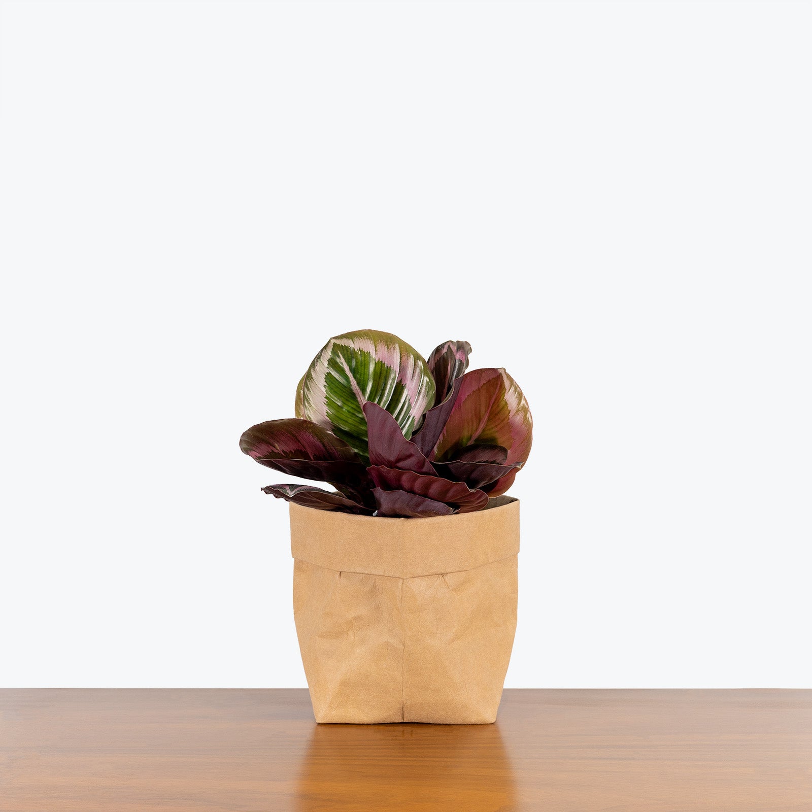 Calathea Little Princess - Toronto House Plant Delivery