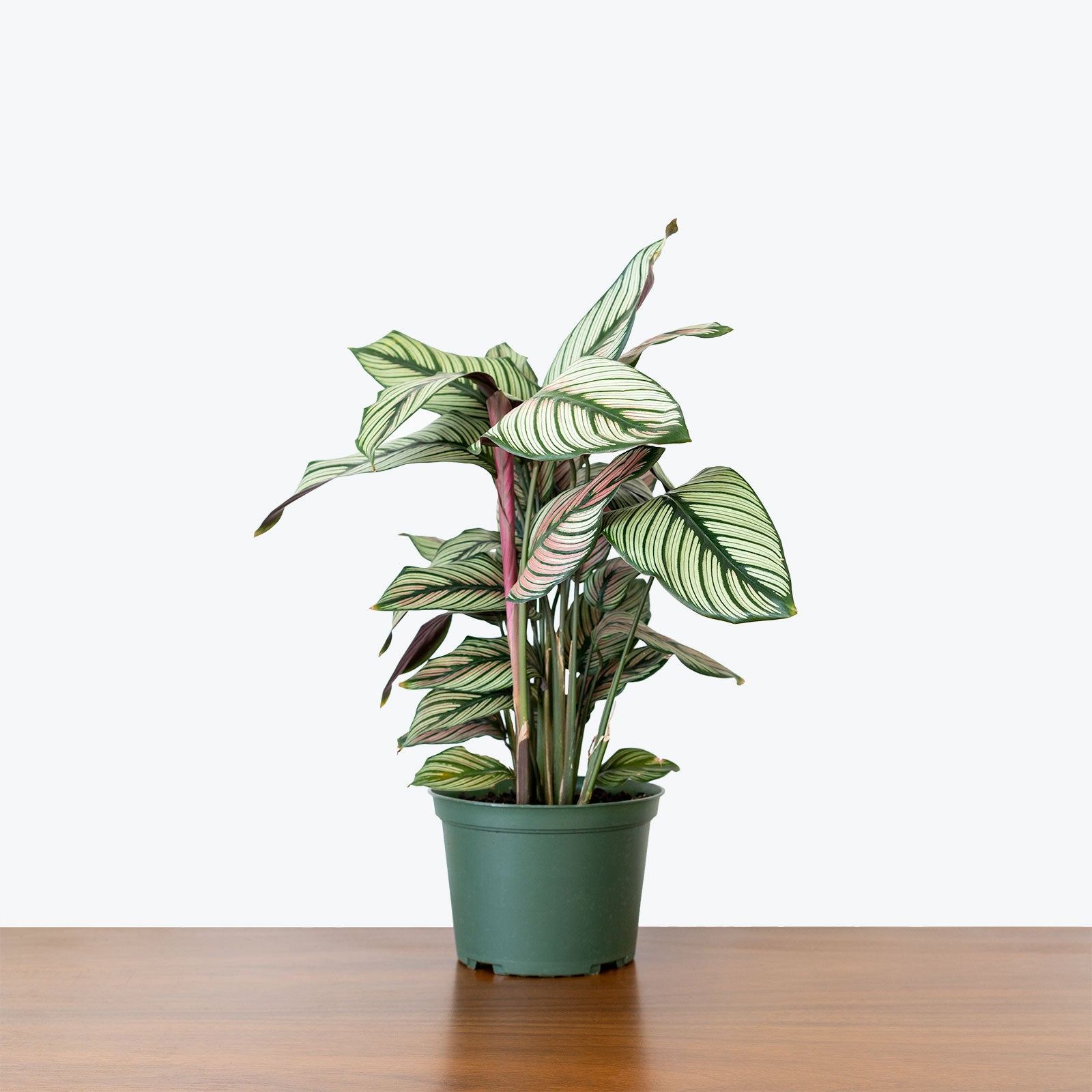 Calathea Majestica White Star - Toronto House Plant Delivery - JOMO Studio