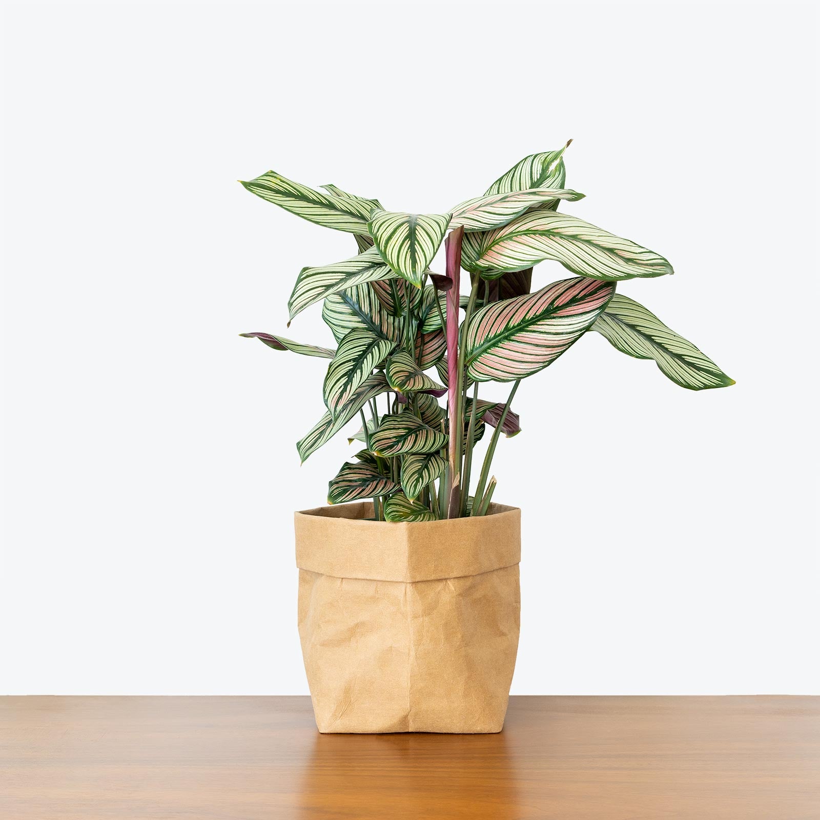 Calathea Majestica White Star - Toronto House Plant Delivery - JOMO Studio