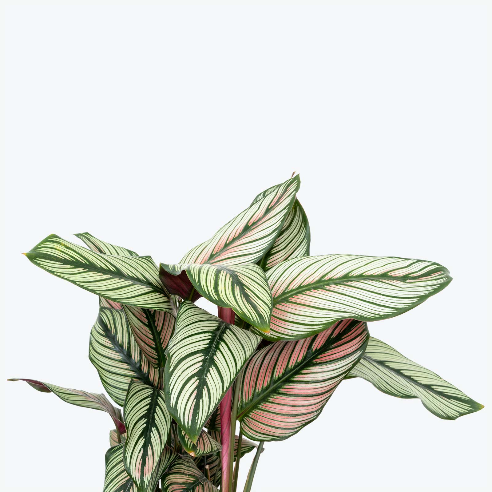 Calathea Majestica White Star - Toronto House Plant Delivery - JOMO Studio