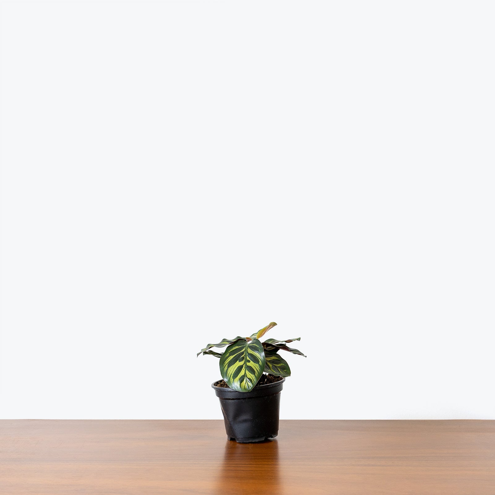 Calathea Makoyana Peacock | Care Guide and Pro Tips - Delivery from Toronto across Canada - JOMO Studio
