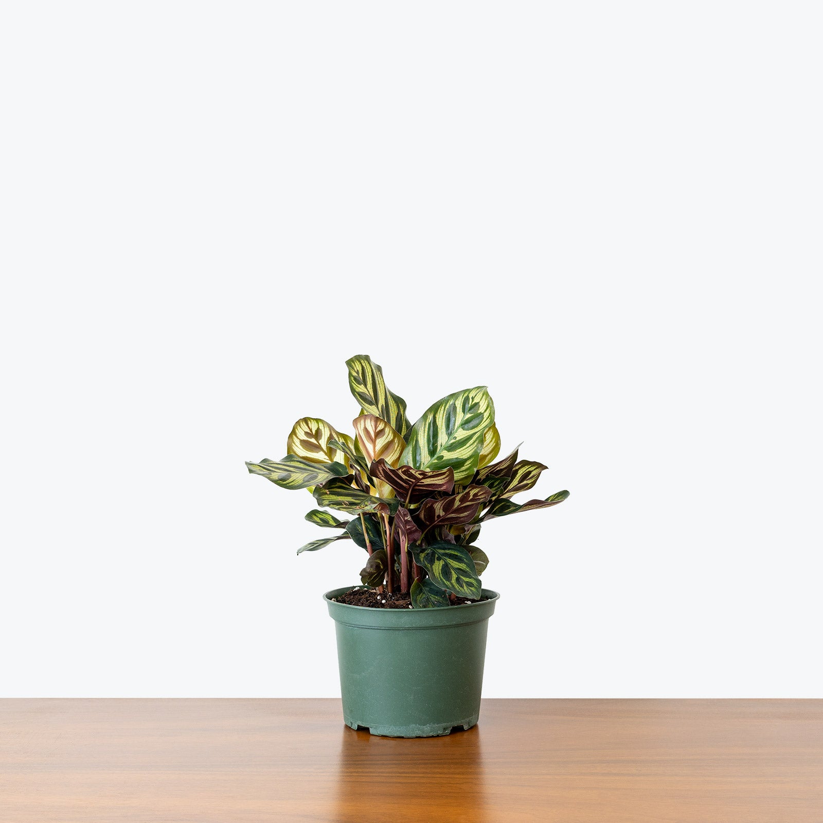 Calathea Makoyana Peacock | Care Guide and Pro Tips - Delivery from Toronto across Canada - JOMO Studio