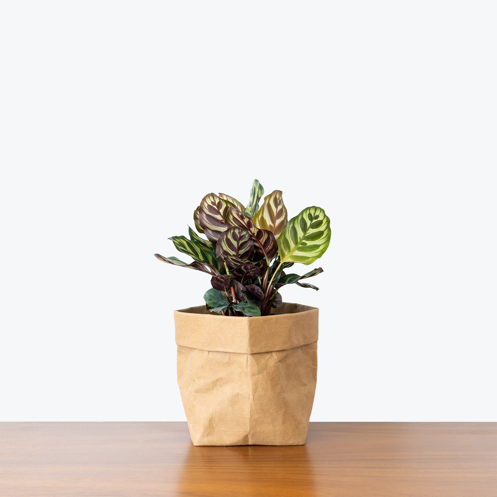 Calathea Makoyana Peacock | Care Guide and Pro Tips - Delivery from Toronto across Canada - JOMO Studio