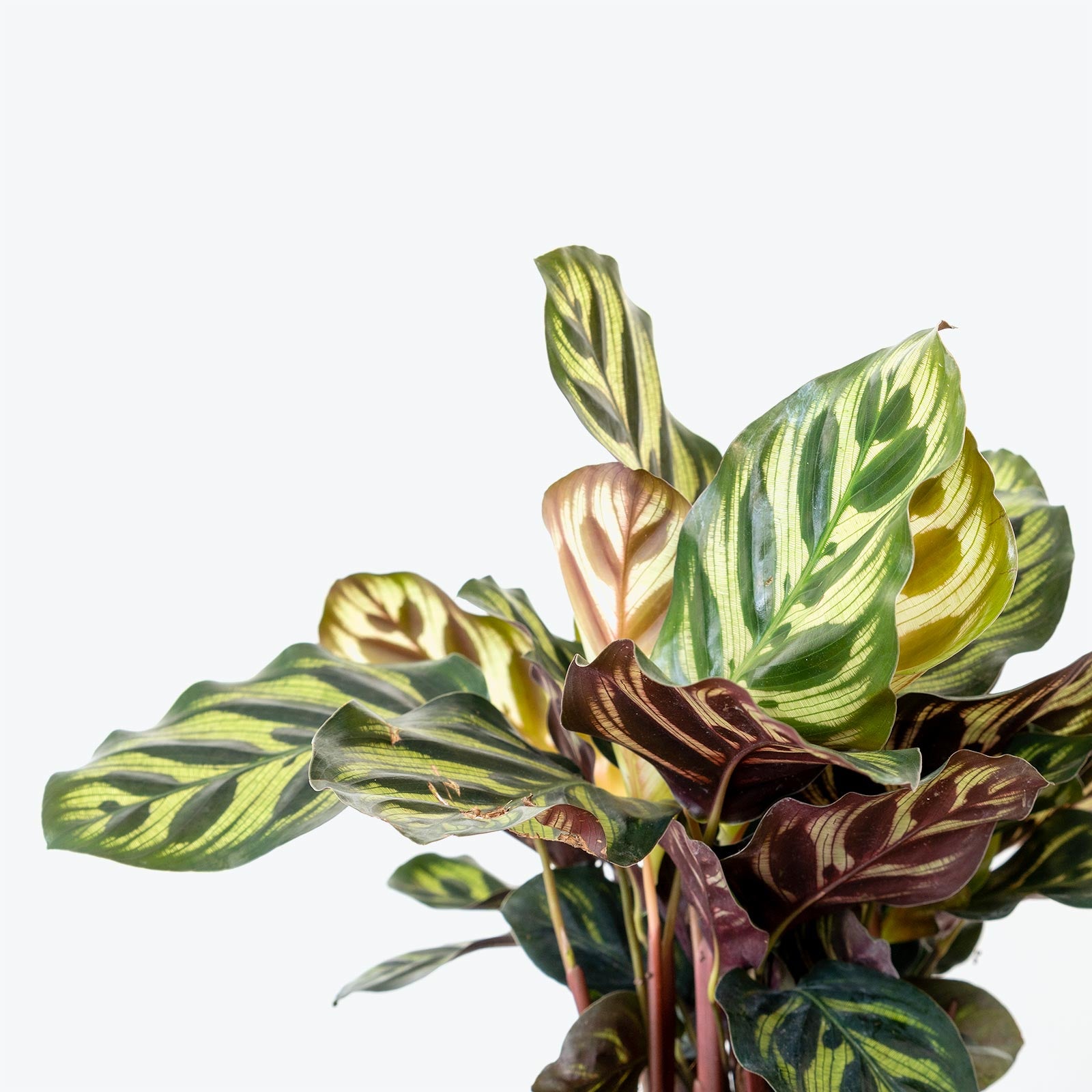 Calathea Makoyana Peacock | Care Guide and Pro Tips - Delivery from Toronto across Canada - JOMO Studio