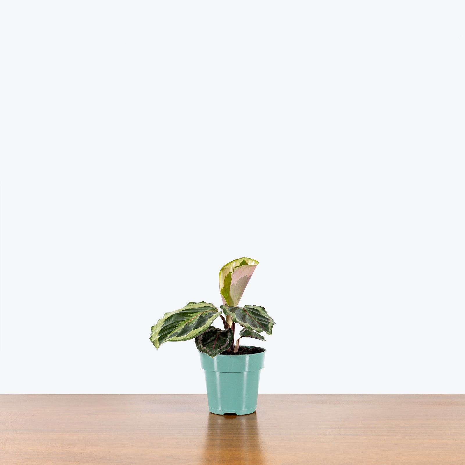 Calathea Marion - Toronto House Plant Delivery - JOMO Studio