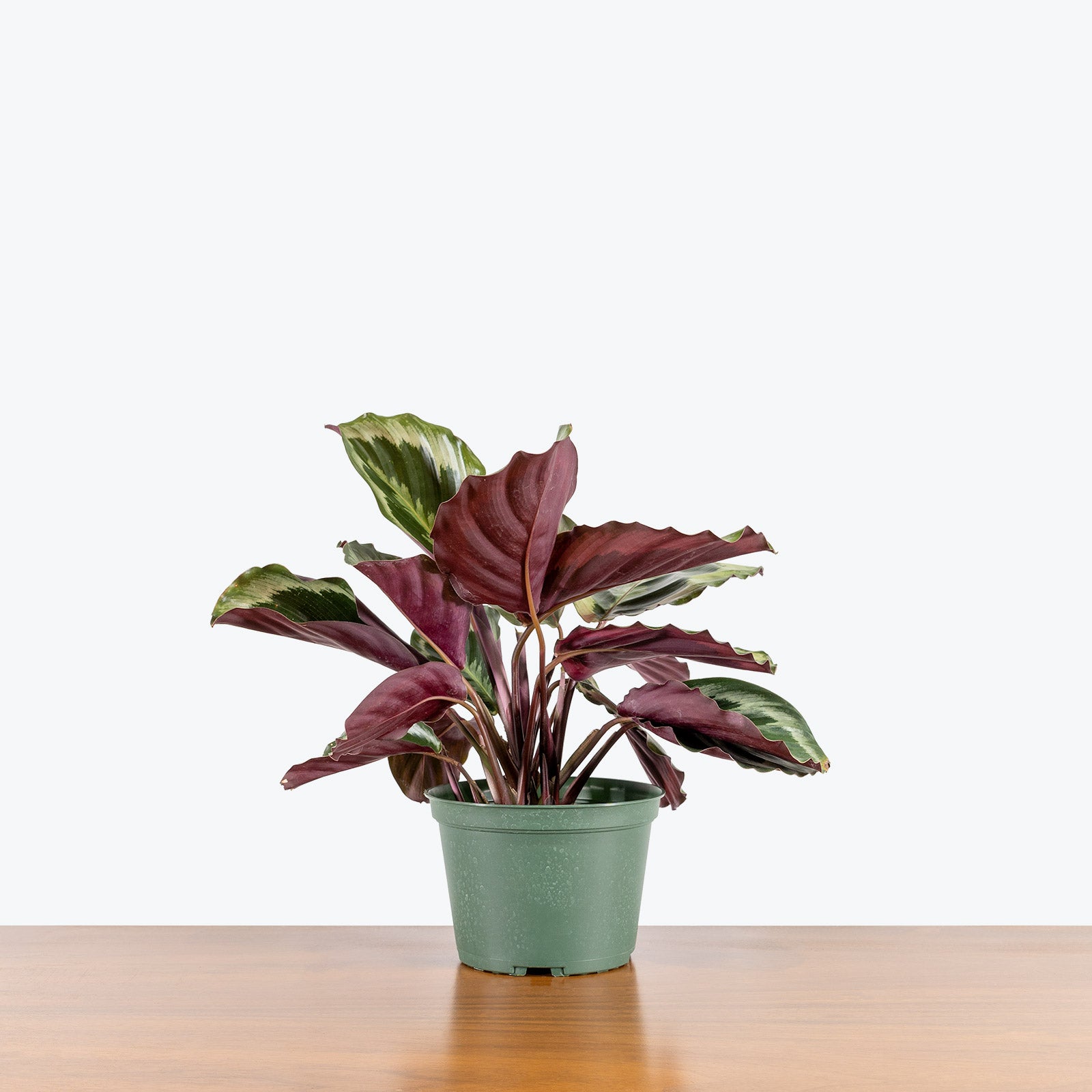 Calathea Marion - Toronto House Plant Delivery - JOMO Studio