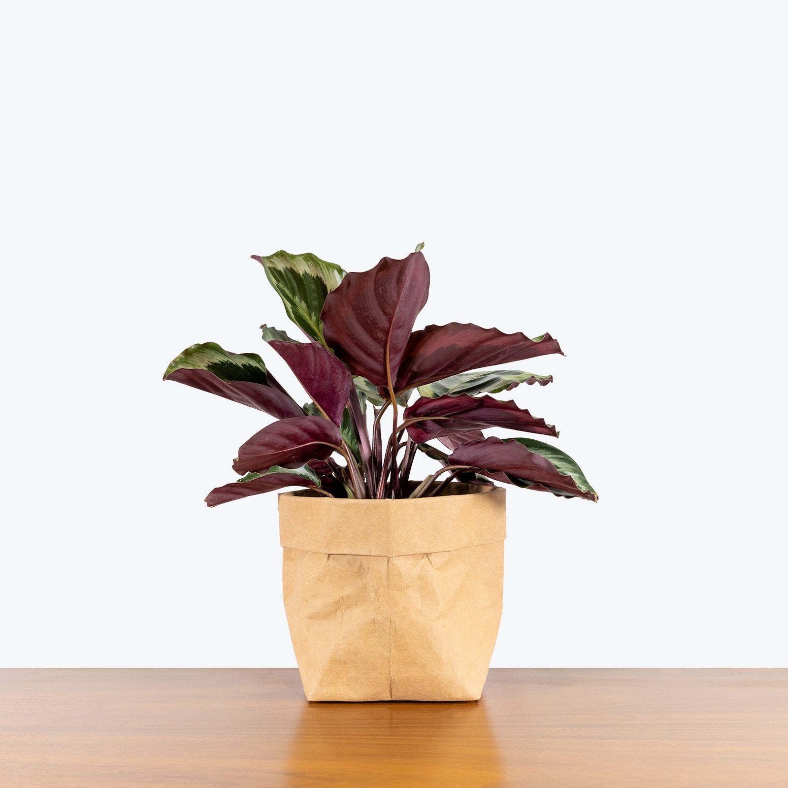 Calathea Marion - Toronto House Plant Delivery - JOMO Studio