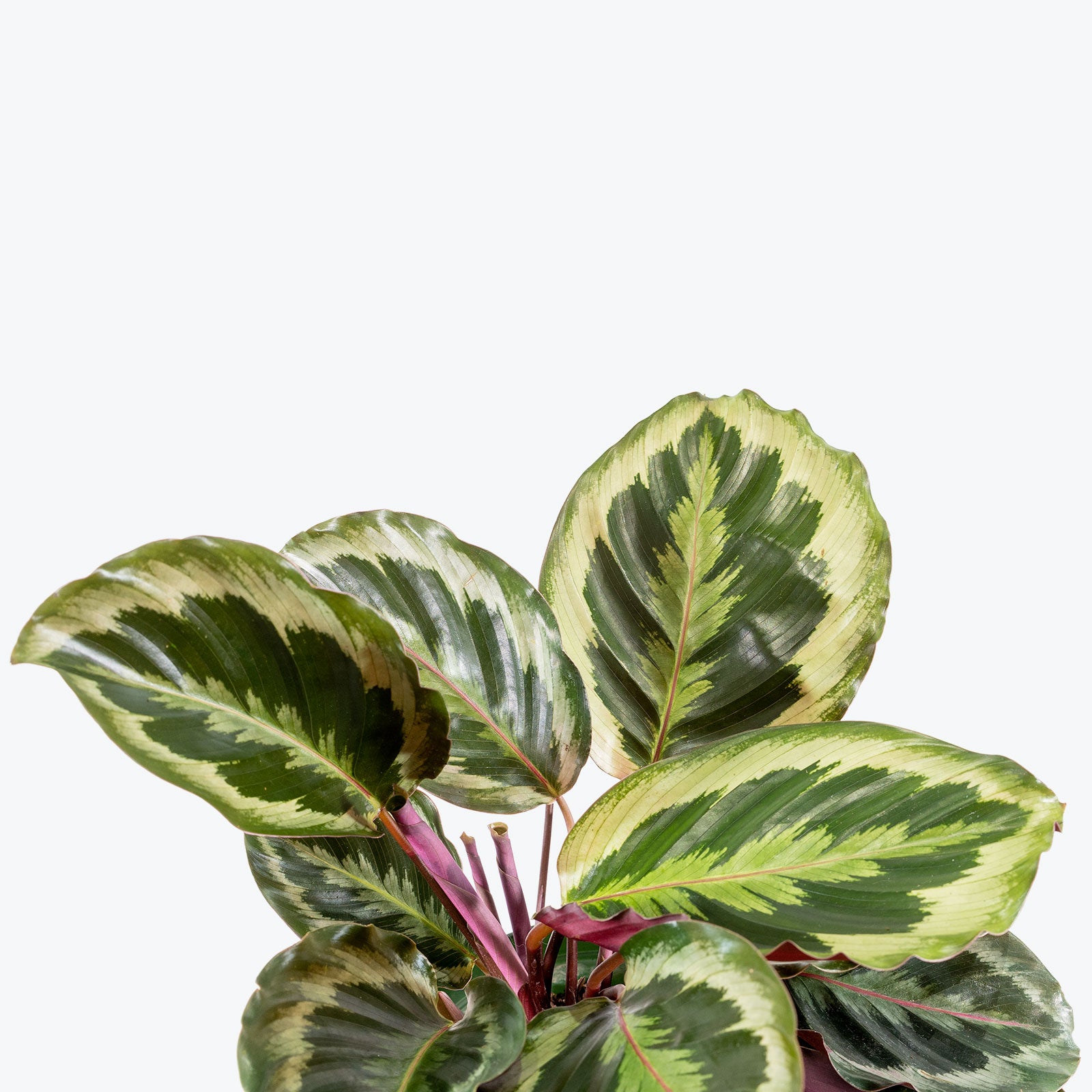 Calathea Marion - Toronto House Plant Delivery - JOMO Studio