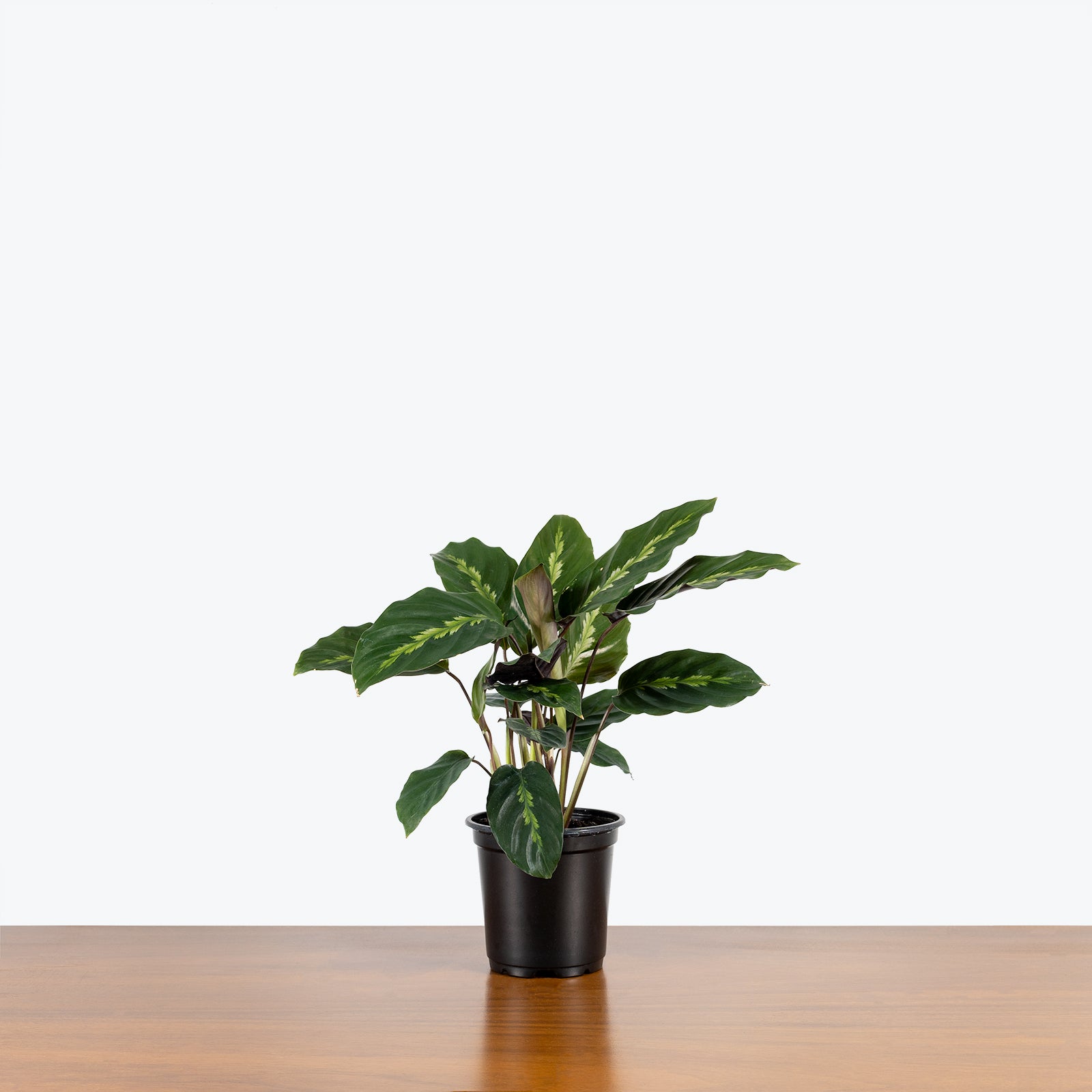 Calathea Maui Queen - Toronto House Plant Delivery - JOMO Studio