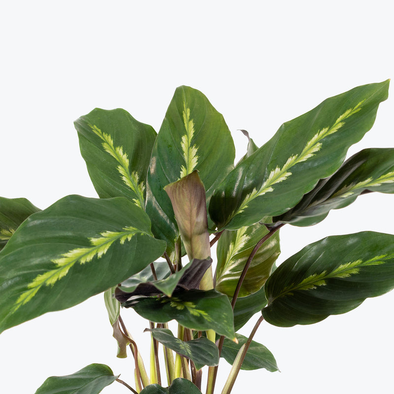 Calathea Maui Queen - Toronto House Plant Delivery - JOMO Studio