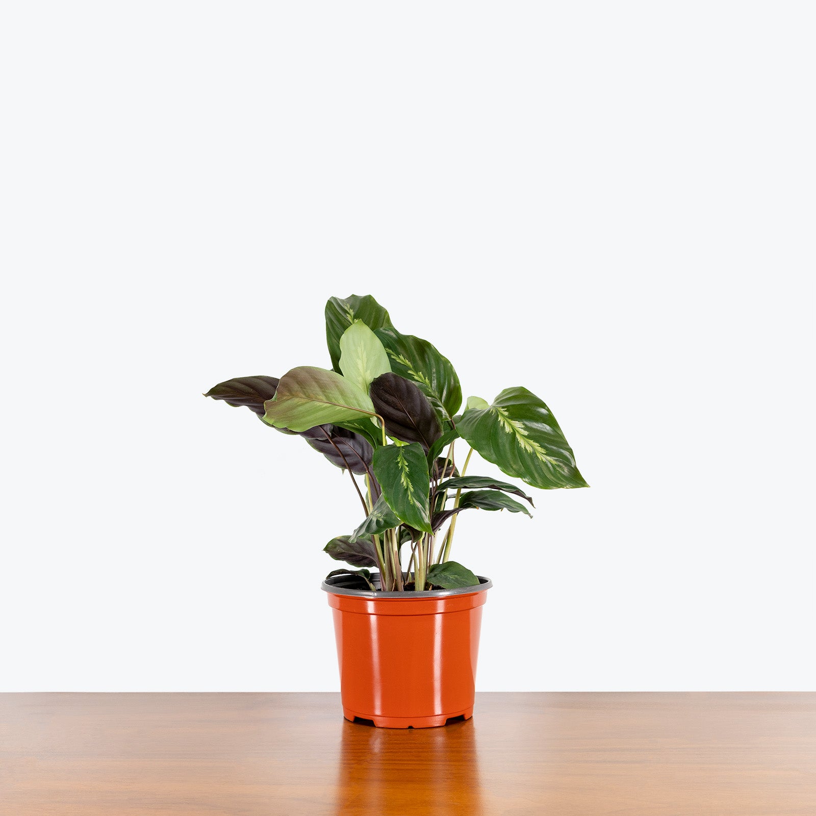 Calathea Maui Queen - Toronto House Plant Delivery - JOMO Studio