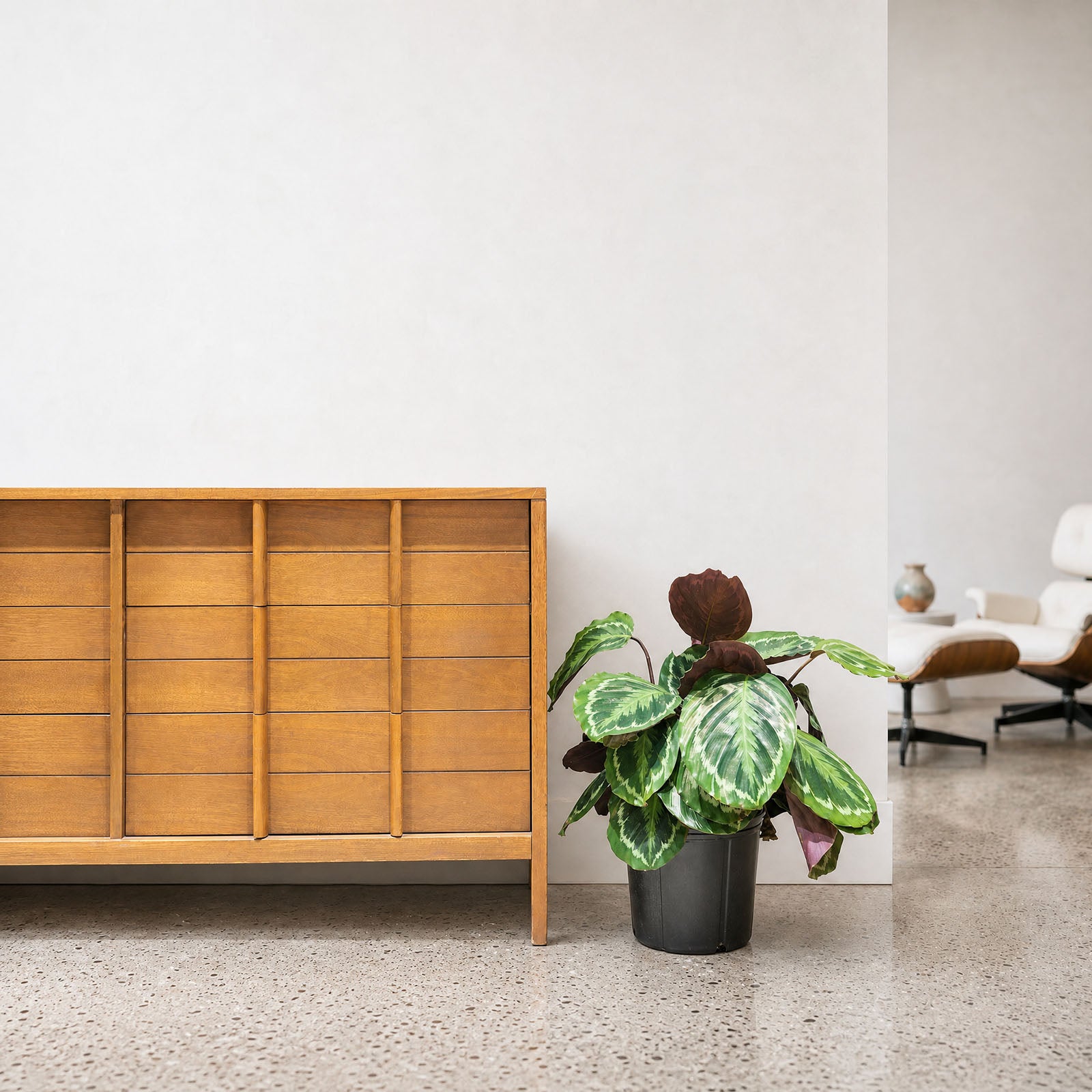 Calathea Medallion - Toronto House Plant Delivery - JOMO StudioCalathea Medallion - Toronto House Plant Delivery - JOMO Studio