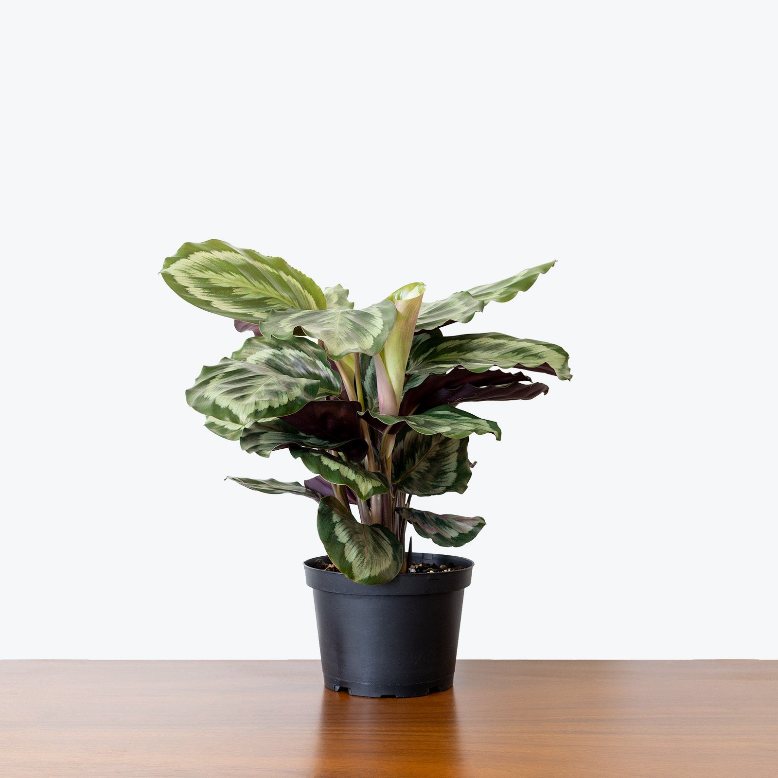 Calathea Medallion - Toronto House Plant Delivery - JOMO Studio