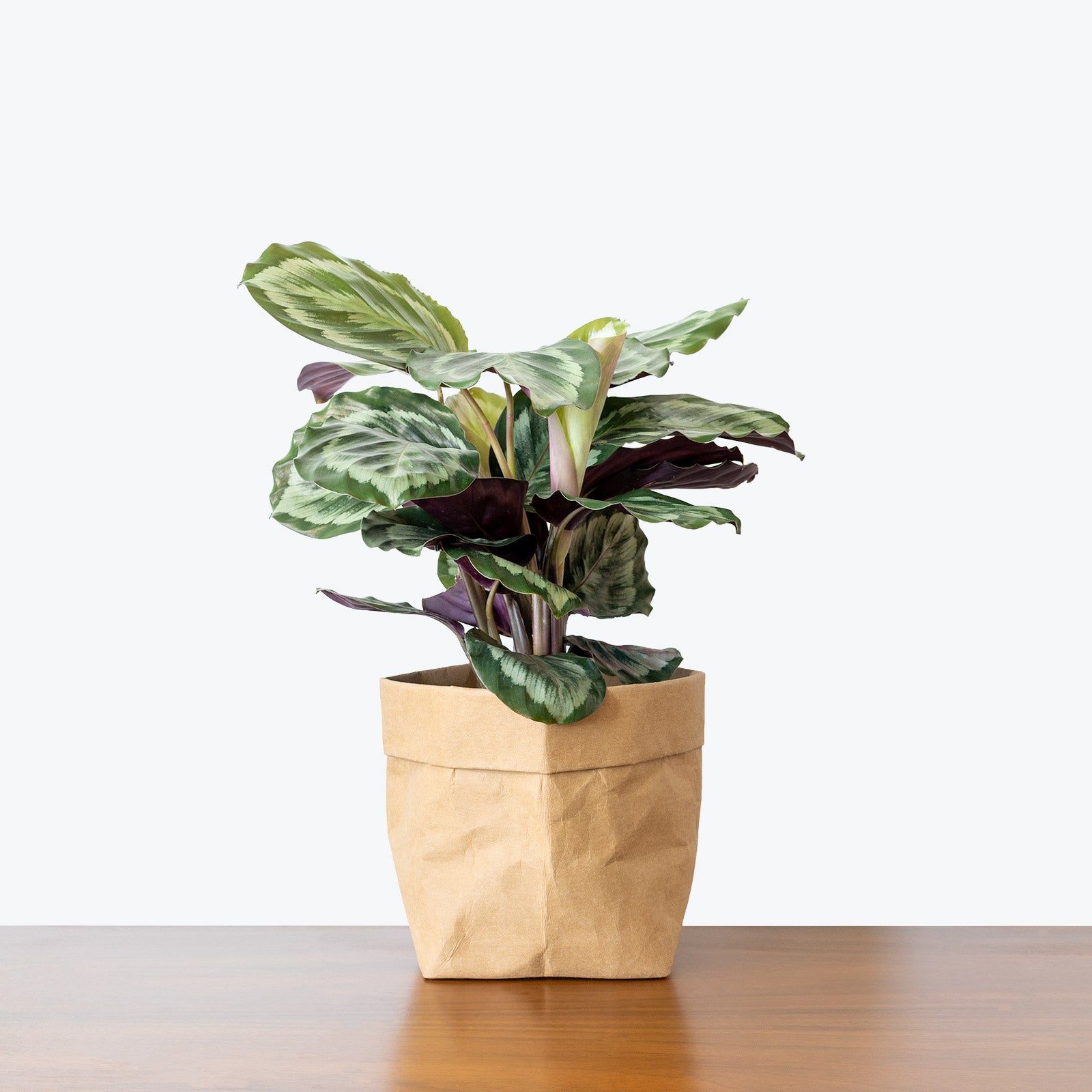 Calathea Medallion - Toronto House Plant Delivery - JOMO Studio