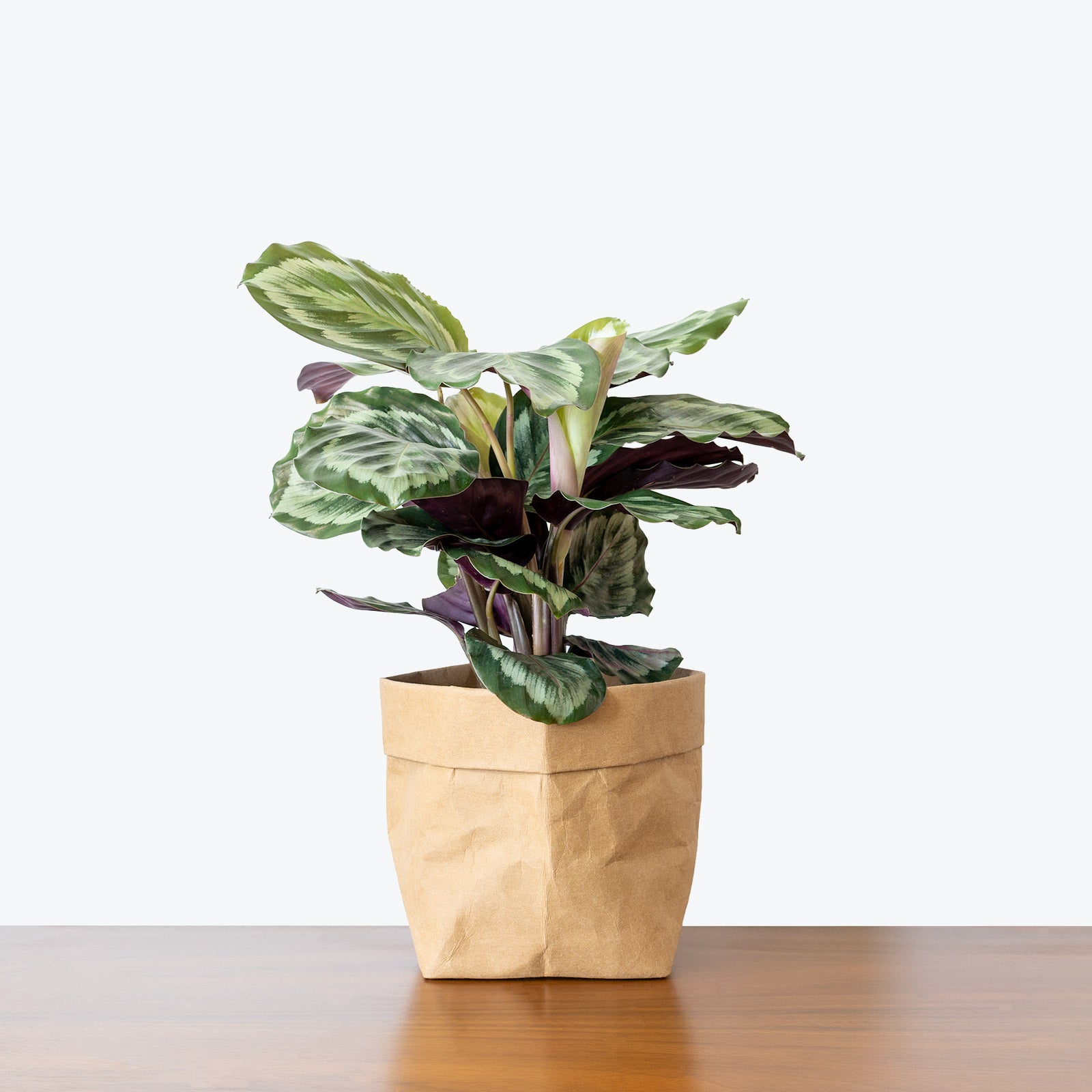 Calathea Medallion - Toronto House Plant Delivery
