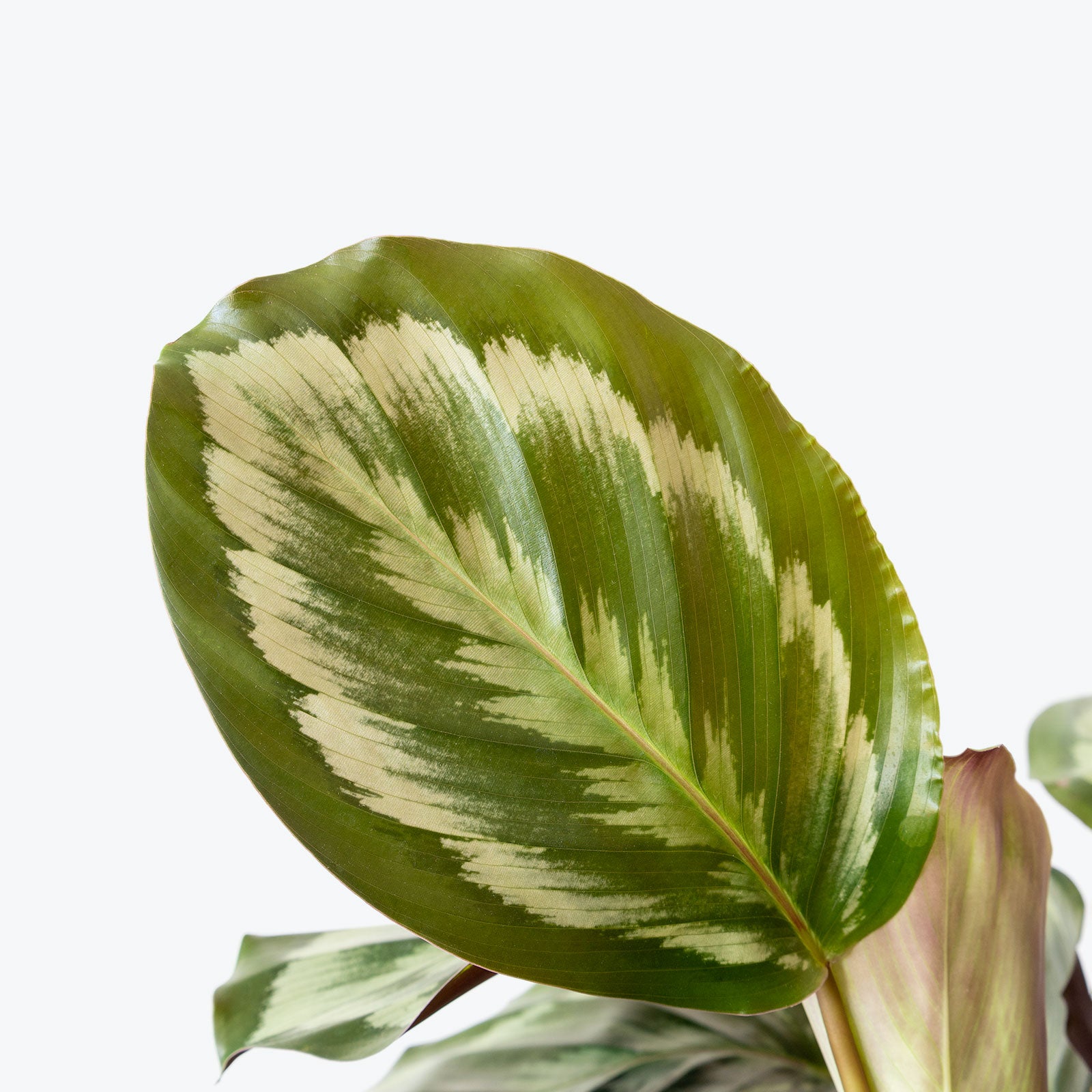 Calathea Medallion - Toronto House Plant Delivery - JOMO Studio