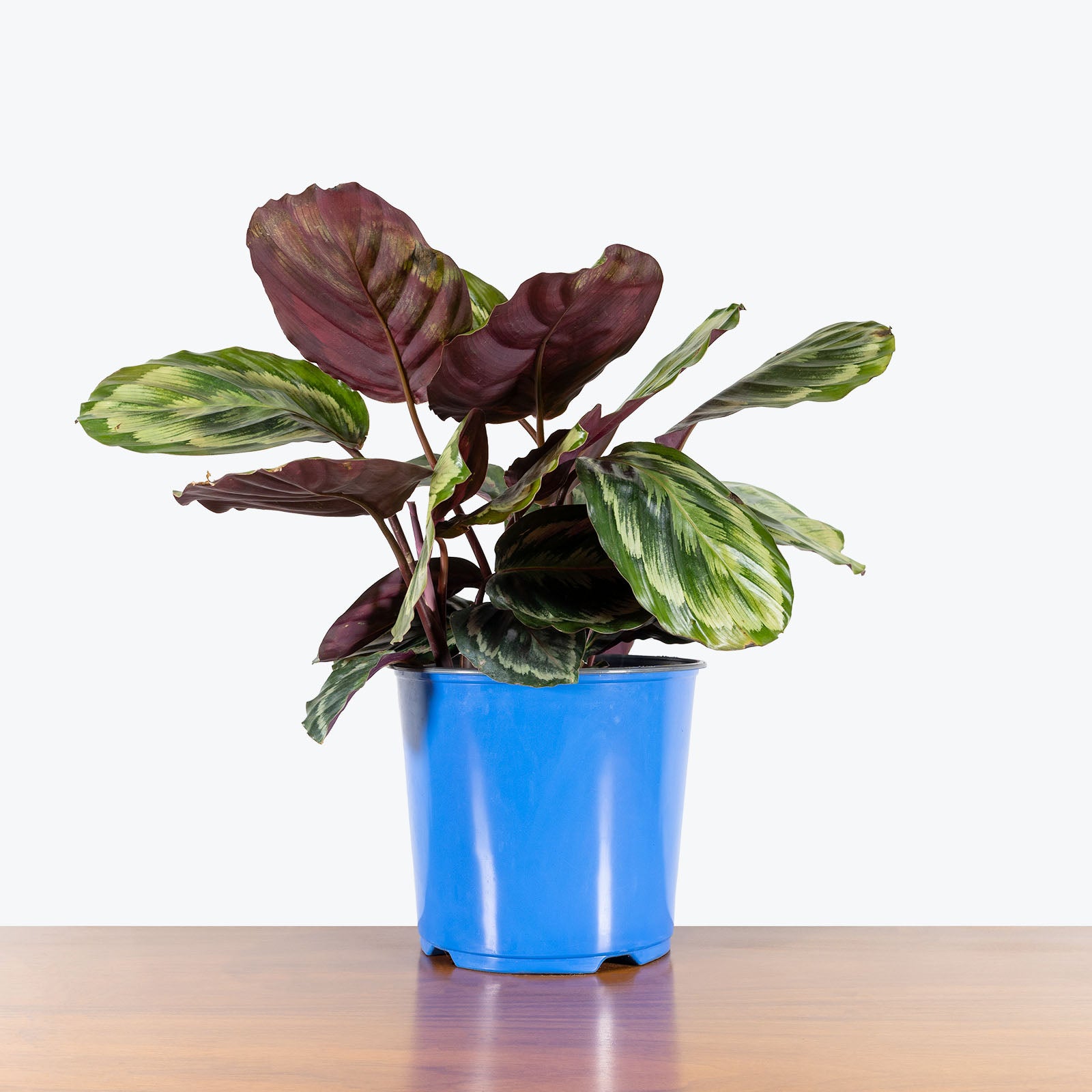 Calathea Medallion - Toronto House Plant Delivery - JOMO Studio