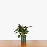 Calathea Misto — 4" Pot