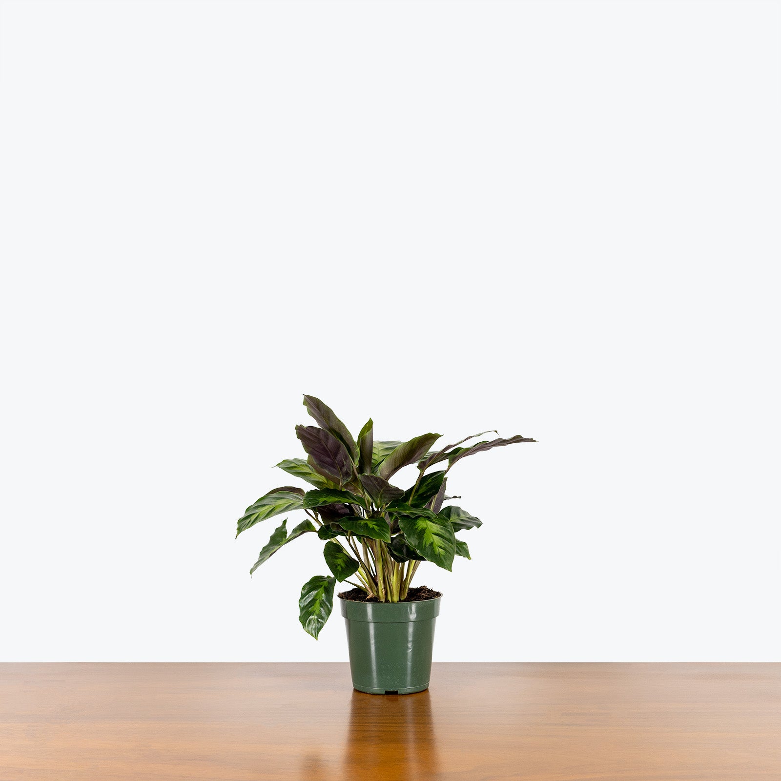 Calathea Misto - Toronto House Plant Delivery - JOMO Studio