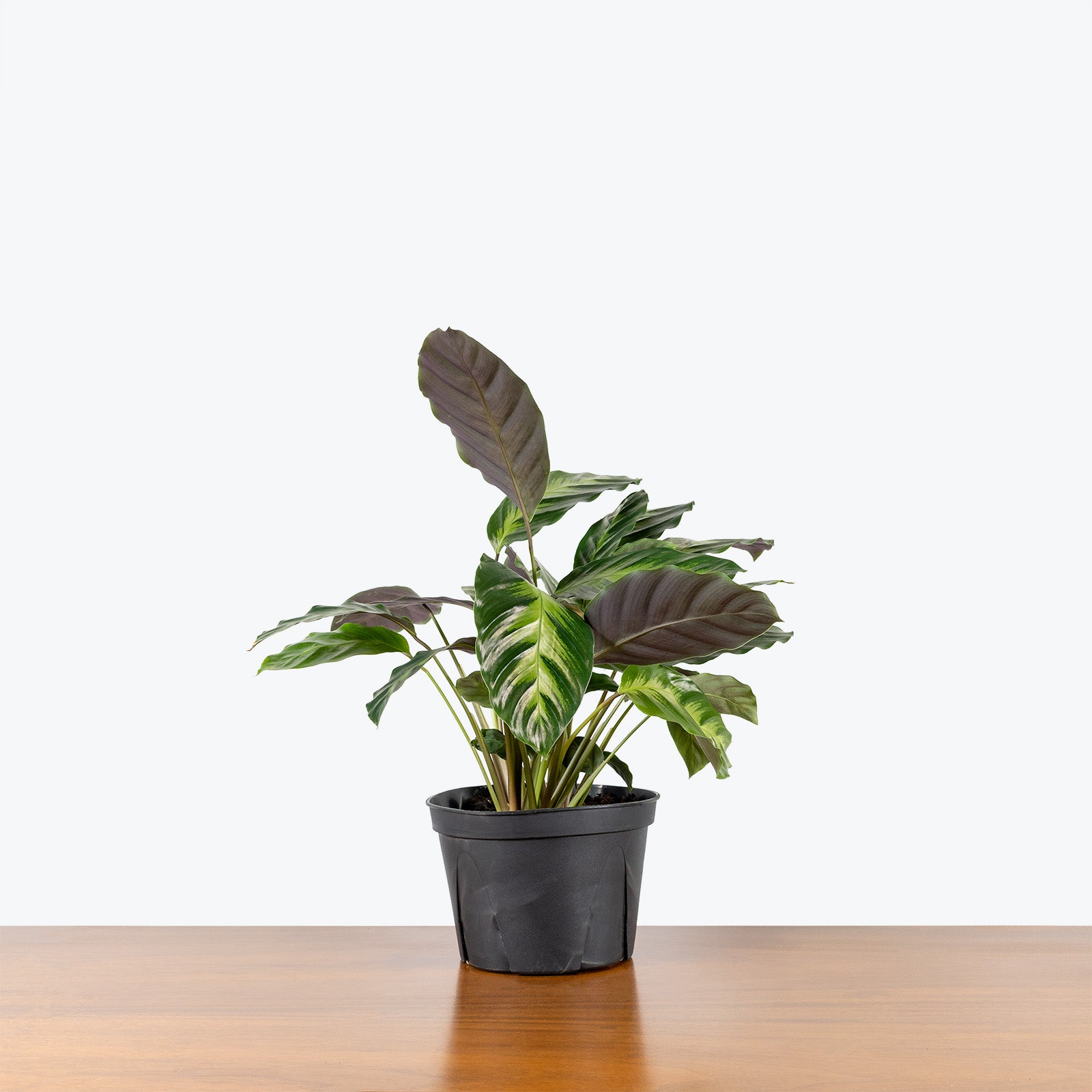 Calathea Misto - Toronto House Plant Delivery - JOMO Studio