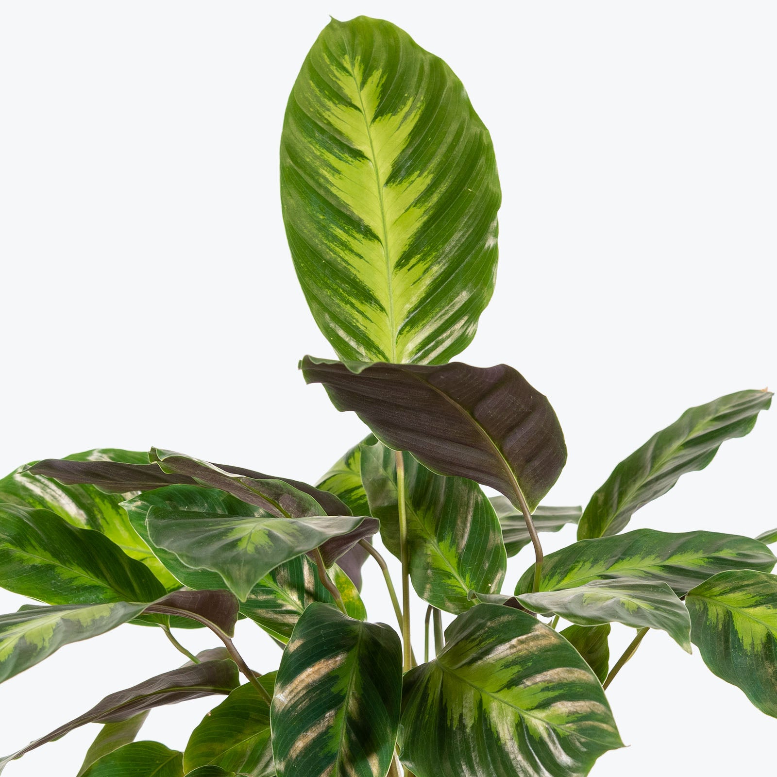 Calathea Misto - Toronto House Plant Delivery - JOMO Studio