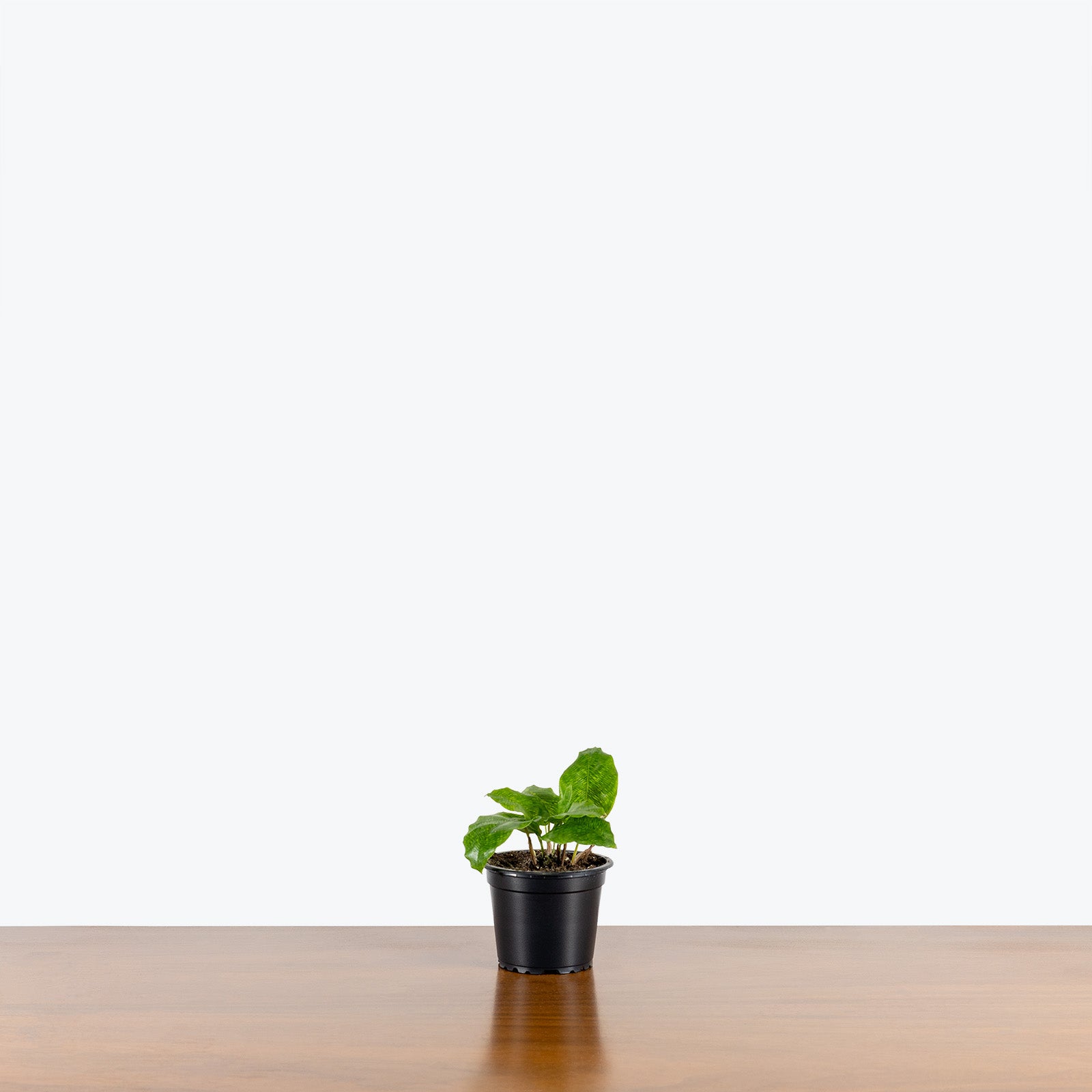 Calathea Musaica aka Calathea Network - Toronto House Plant Delivery - JOMO Studio