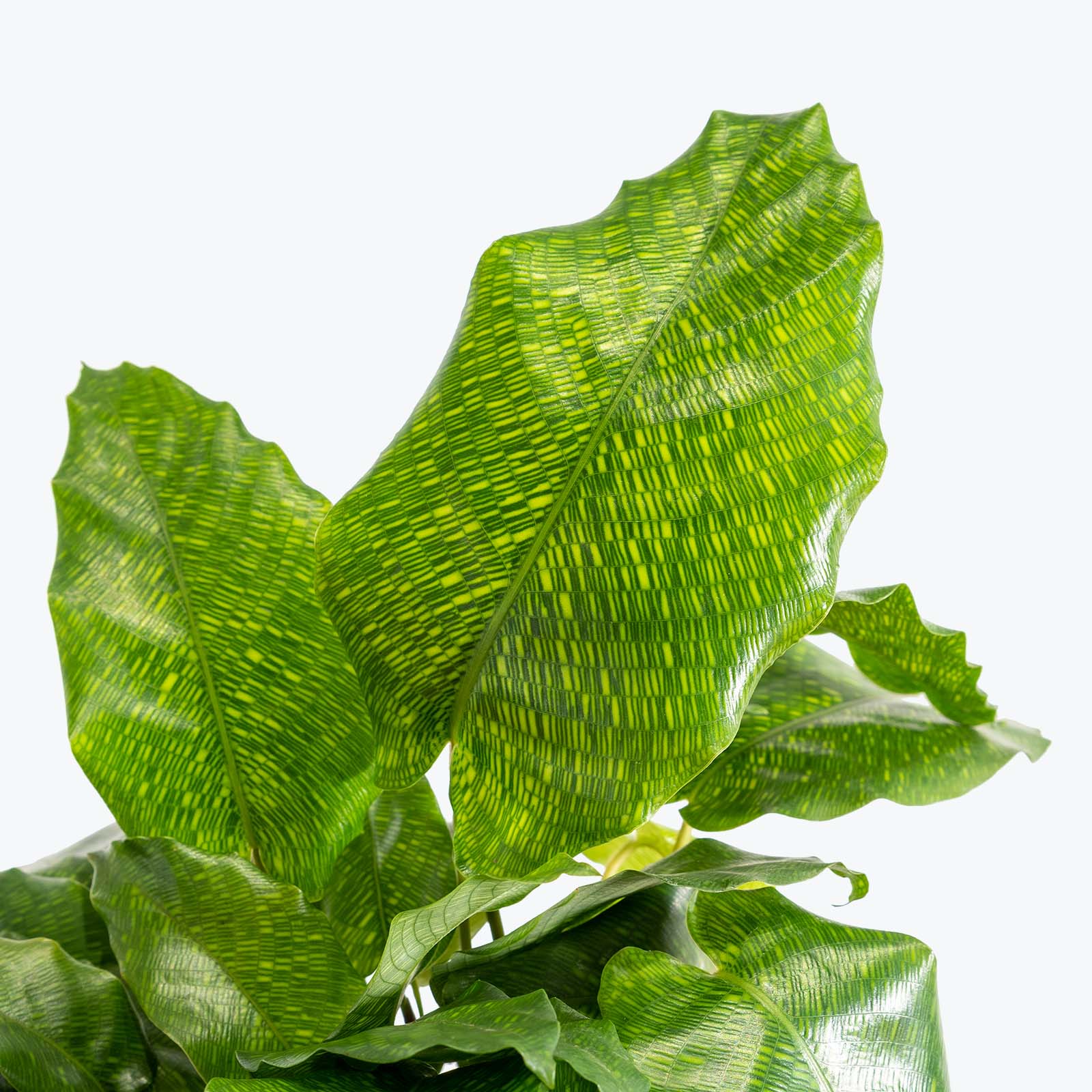 Calathea Musaica aka Calathea Network - Toronto House Plant Delivery - JOMO Studio