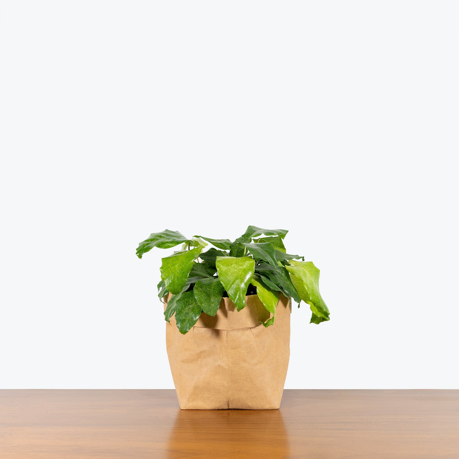 Calathea Musaica aka Calathea Network - Toronto House Plant Delivery - JOMO Studio