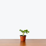Calathea Orbifolia — 4” Pot (expecting minor blemishes)