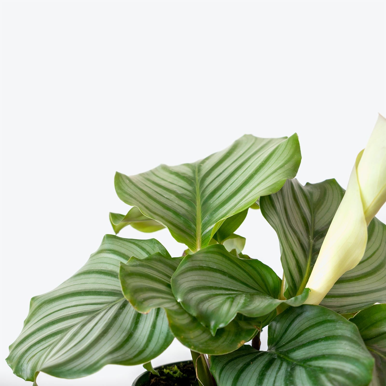 Calathea Orbifolia - Toronto House Plant Delivery - JOMO Studio