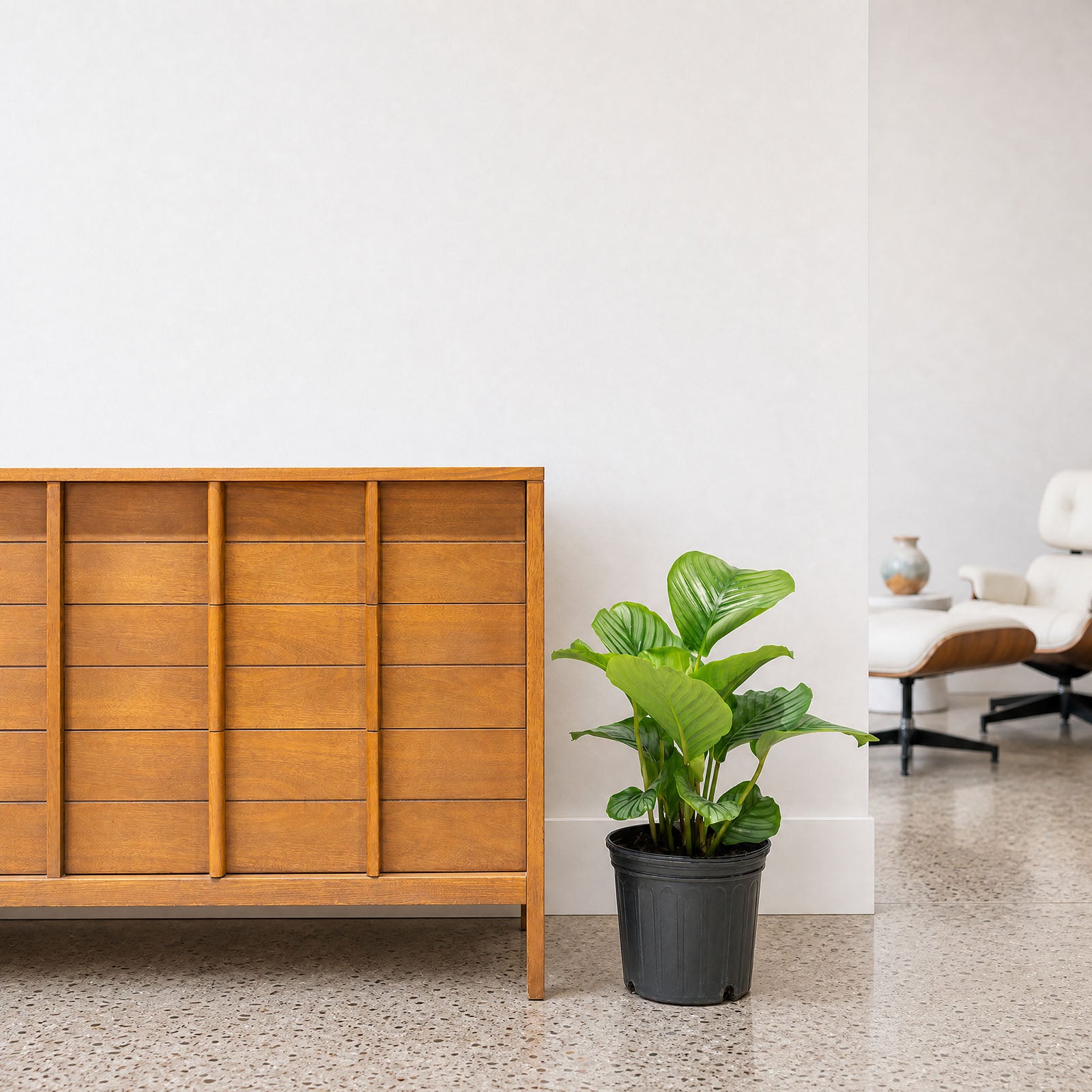 Calathea Orbifolia - Toronto House Plant Delivery - JOMO Studio