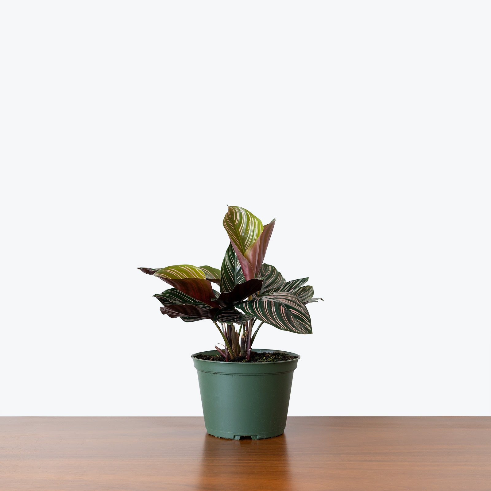 Calathea Ornata Pinstripe | Care Guide and Pro Tips - Delivery from Toronto across Canada - JOMO Studio