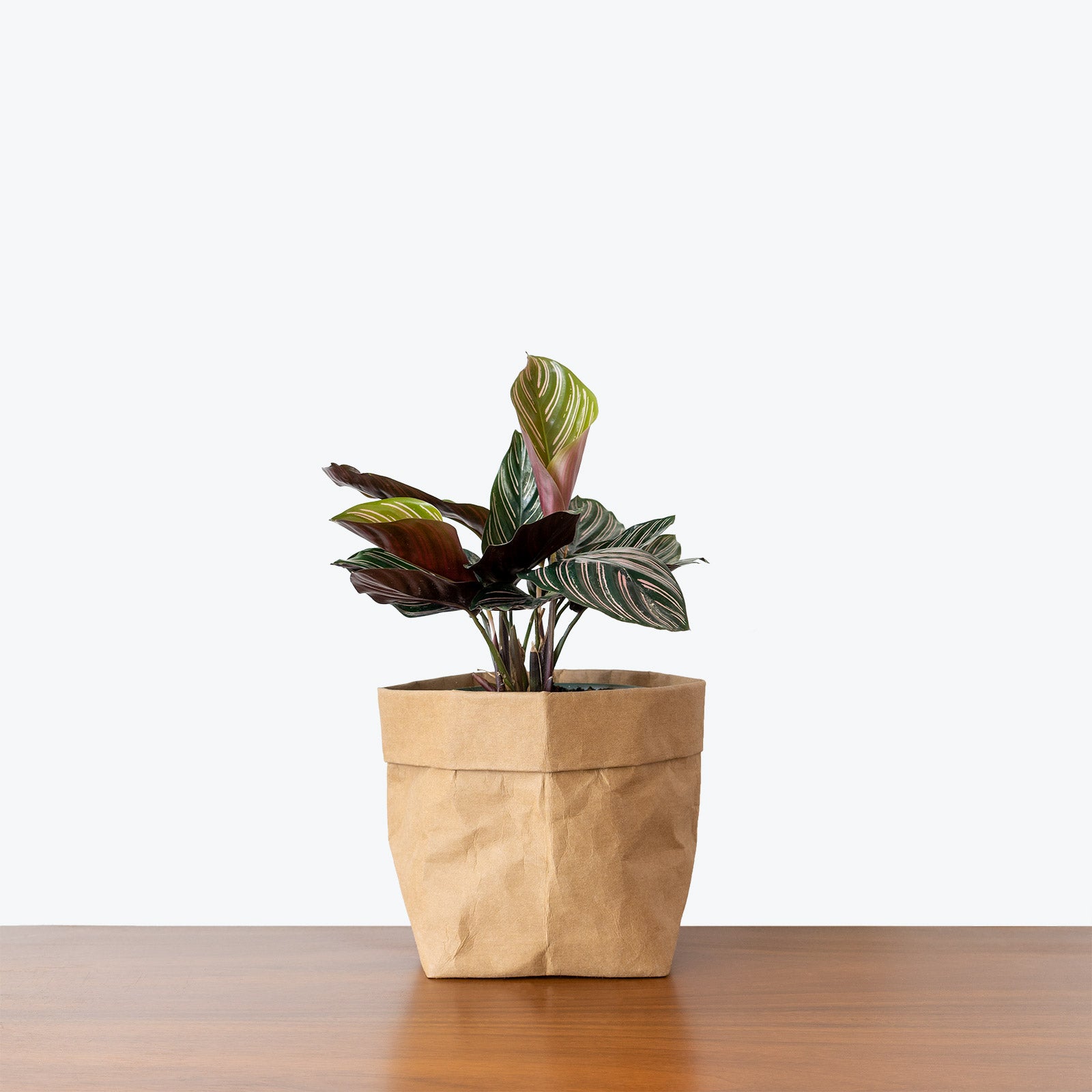 Calathea Ornata Pinstripe - Toronto House Plant Delivery - JOMO Studio