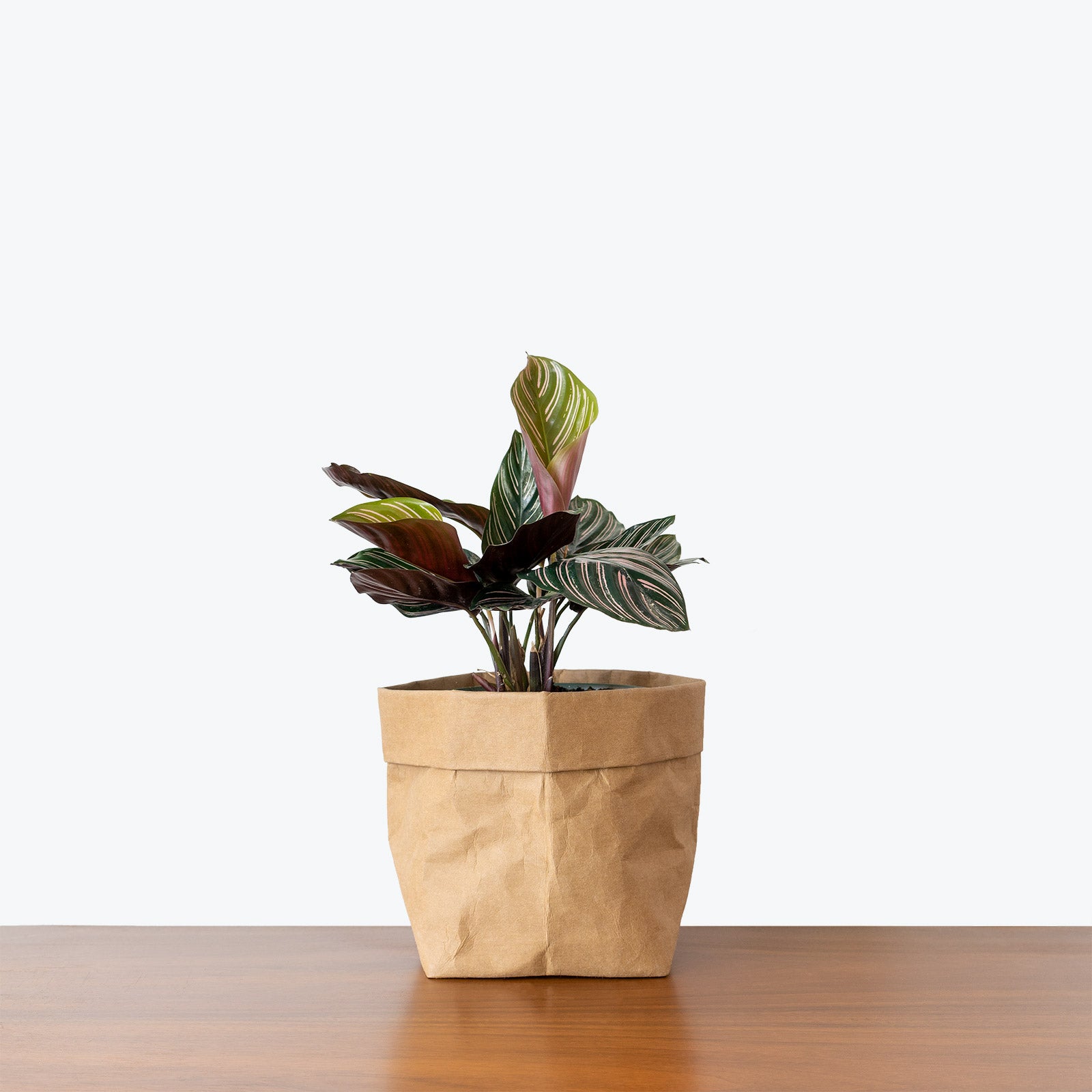 Calathea Ornata Pinstripe | Care Guide and Pro Tips - Delivery from Toronto across Canada - JOMO Studio