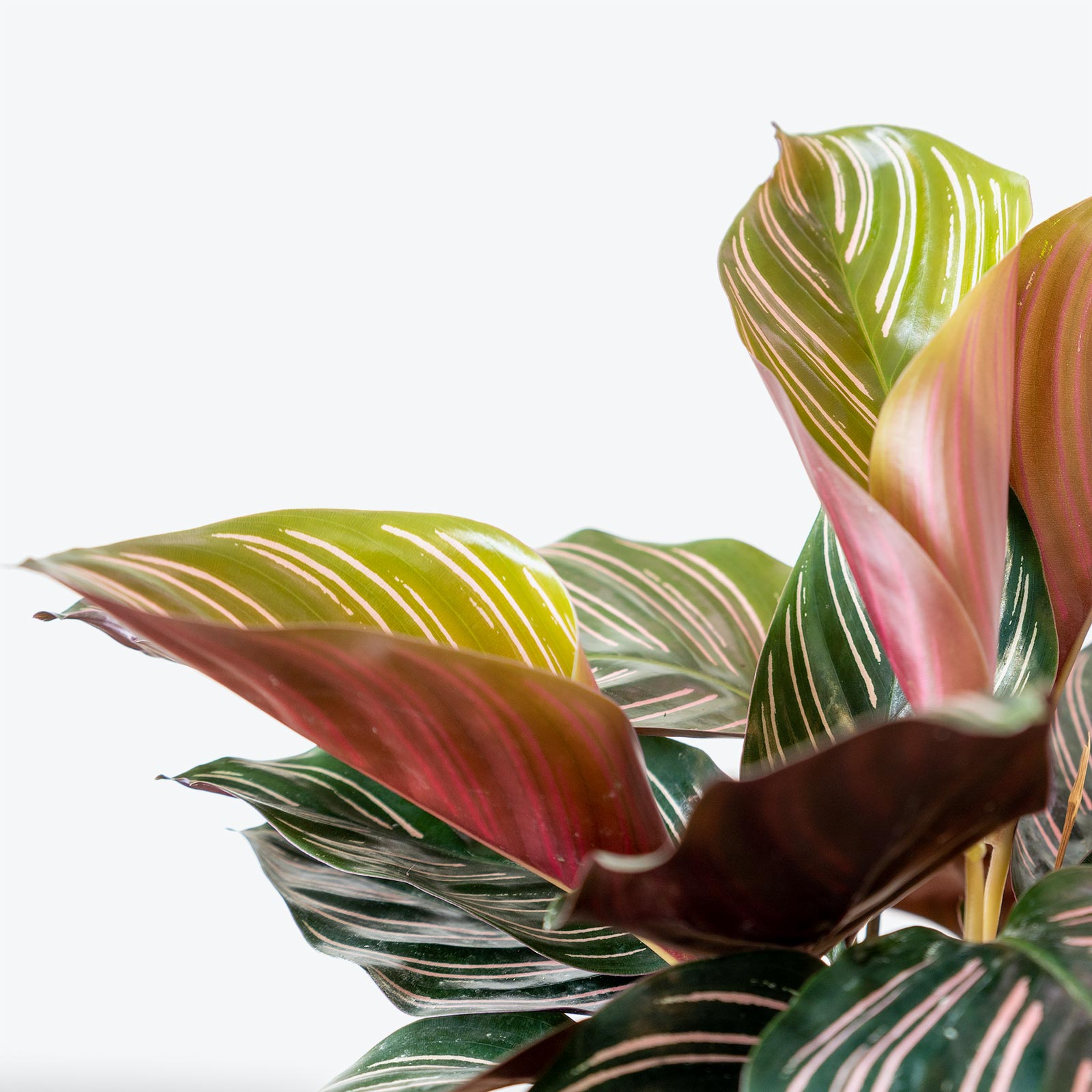 Calathea Ornata Pinstripe | Care Guide and Pro Tips - Delivery from Toronto across Canada - JOMO Studio