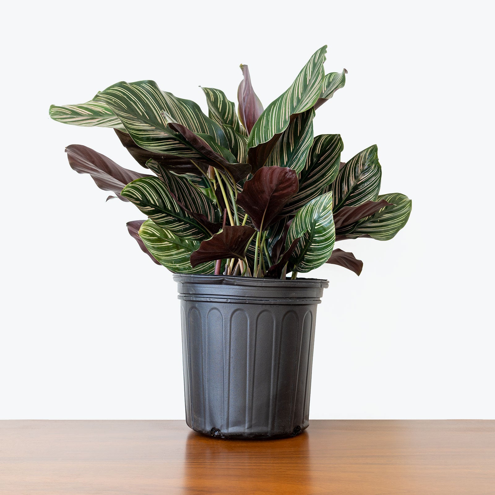 Calathea Ornata Pinstripe | Care Guide and Pro Tips - Delivery from Toronto across Canada - JOMO Studio