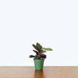 Calathea Rosea Picta — 4” Pot