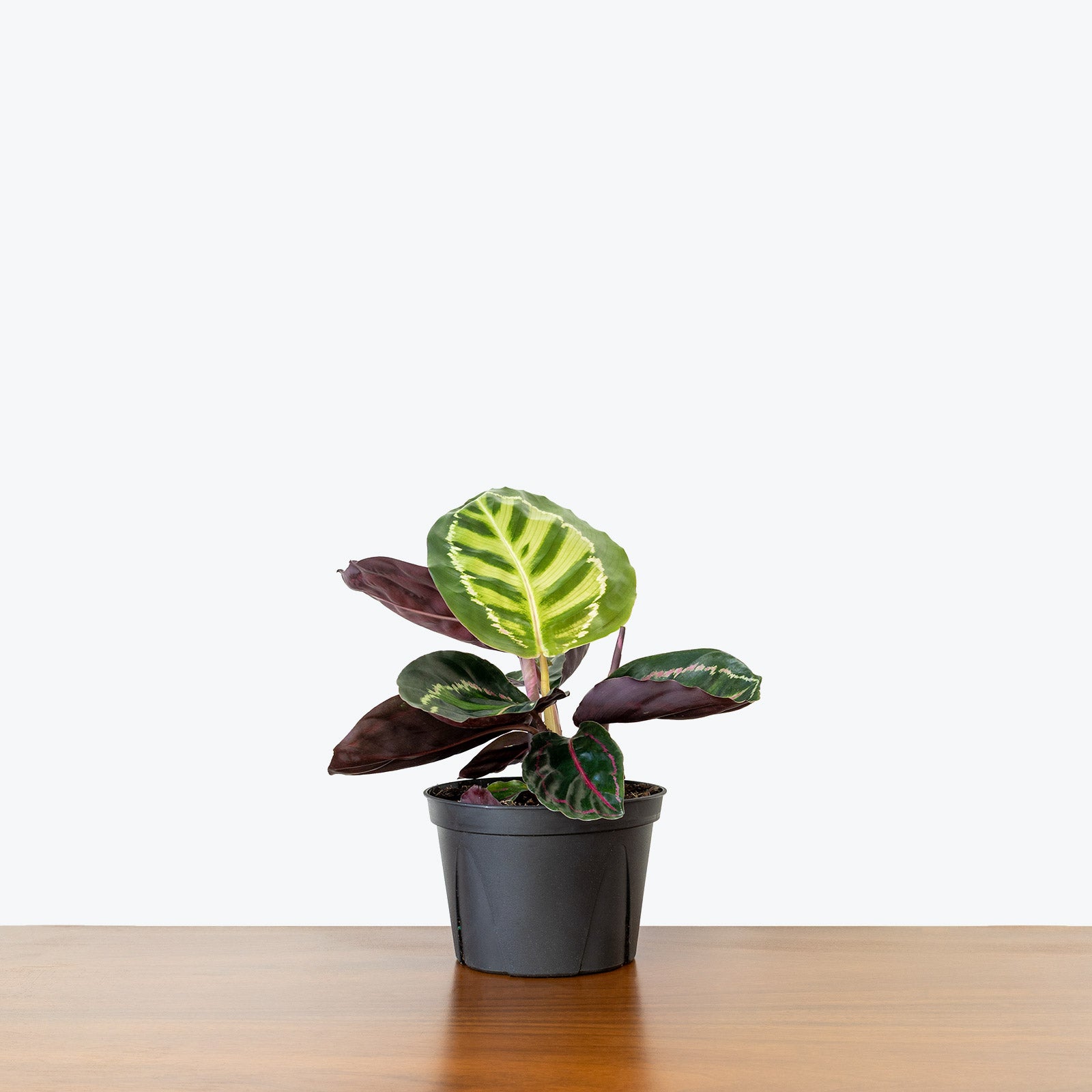 Calathea Rosea Picta - Toronto House Plant Delivery - JOMO Studio