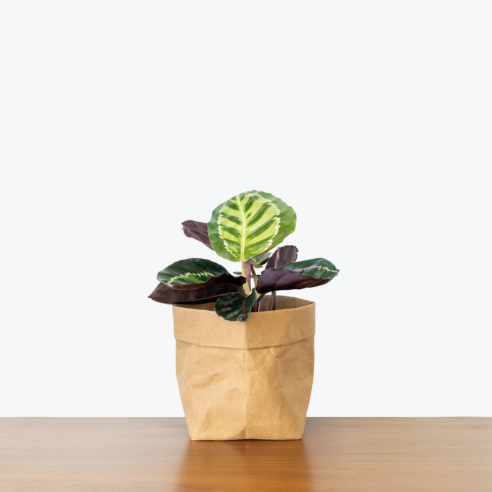 Calathea Rosea Picta - Toronto House Plant Delivery - JOMO Studio