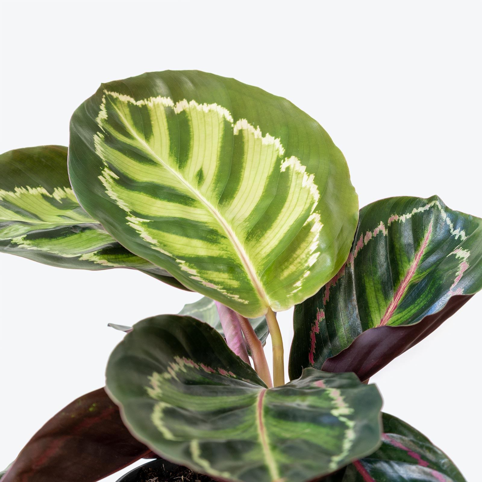 Calathea Rosea Picta - Toronto House Plant Delivery - JOMO Studio