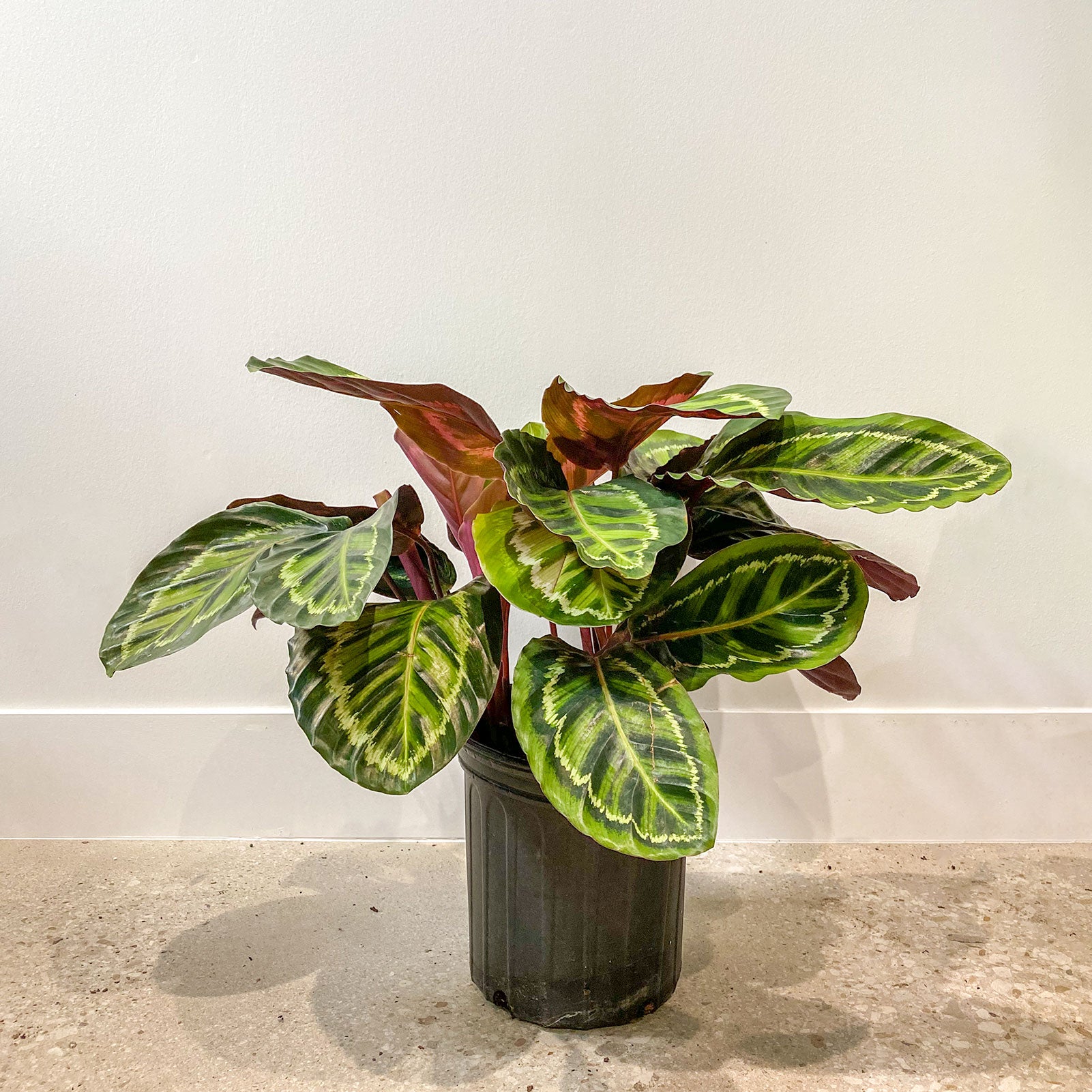 Calathea Rosea Picta