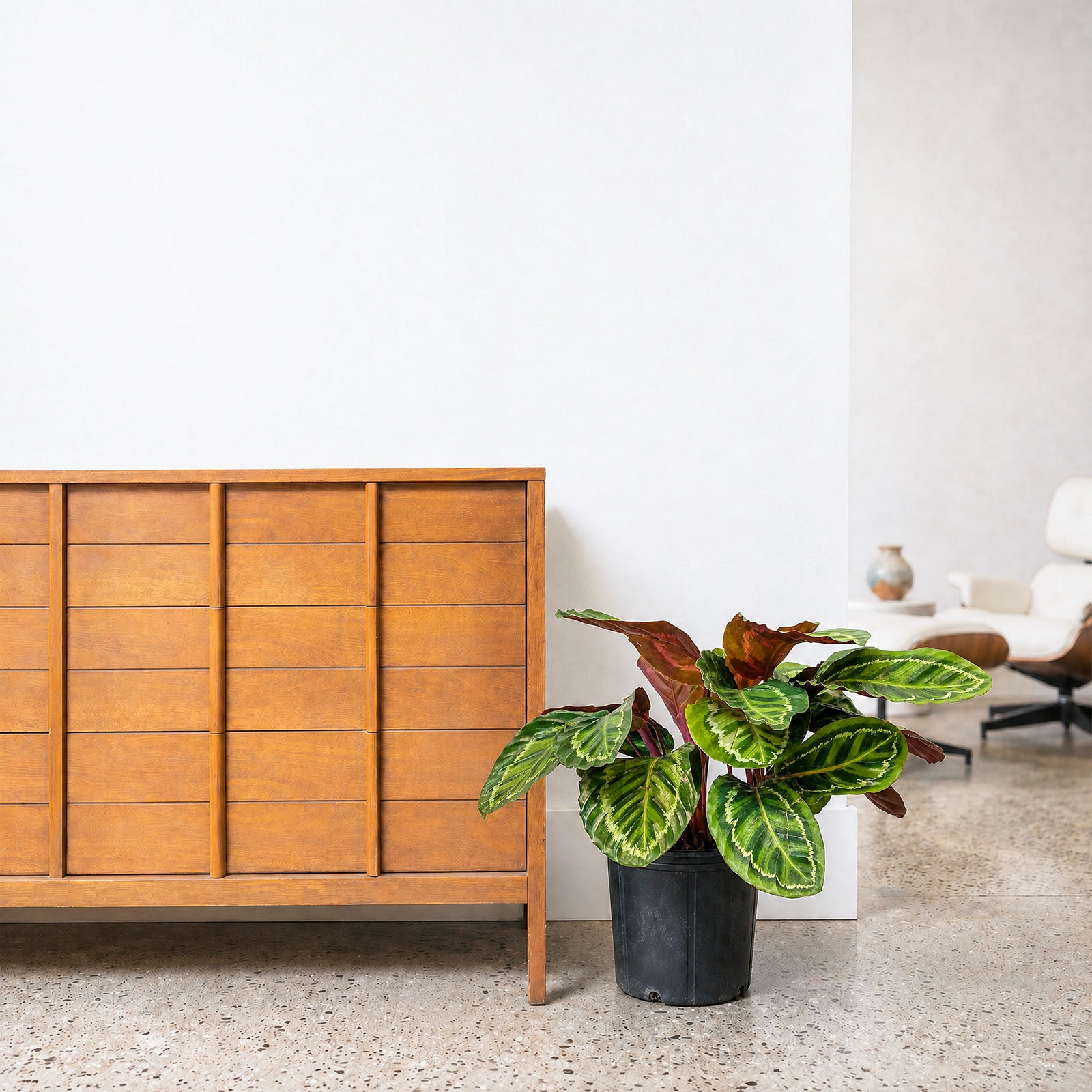 Calathea Rosea Picta - Toronto House Plant Delivery - JOMO Studio