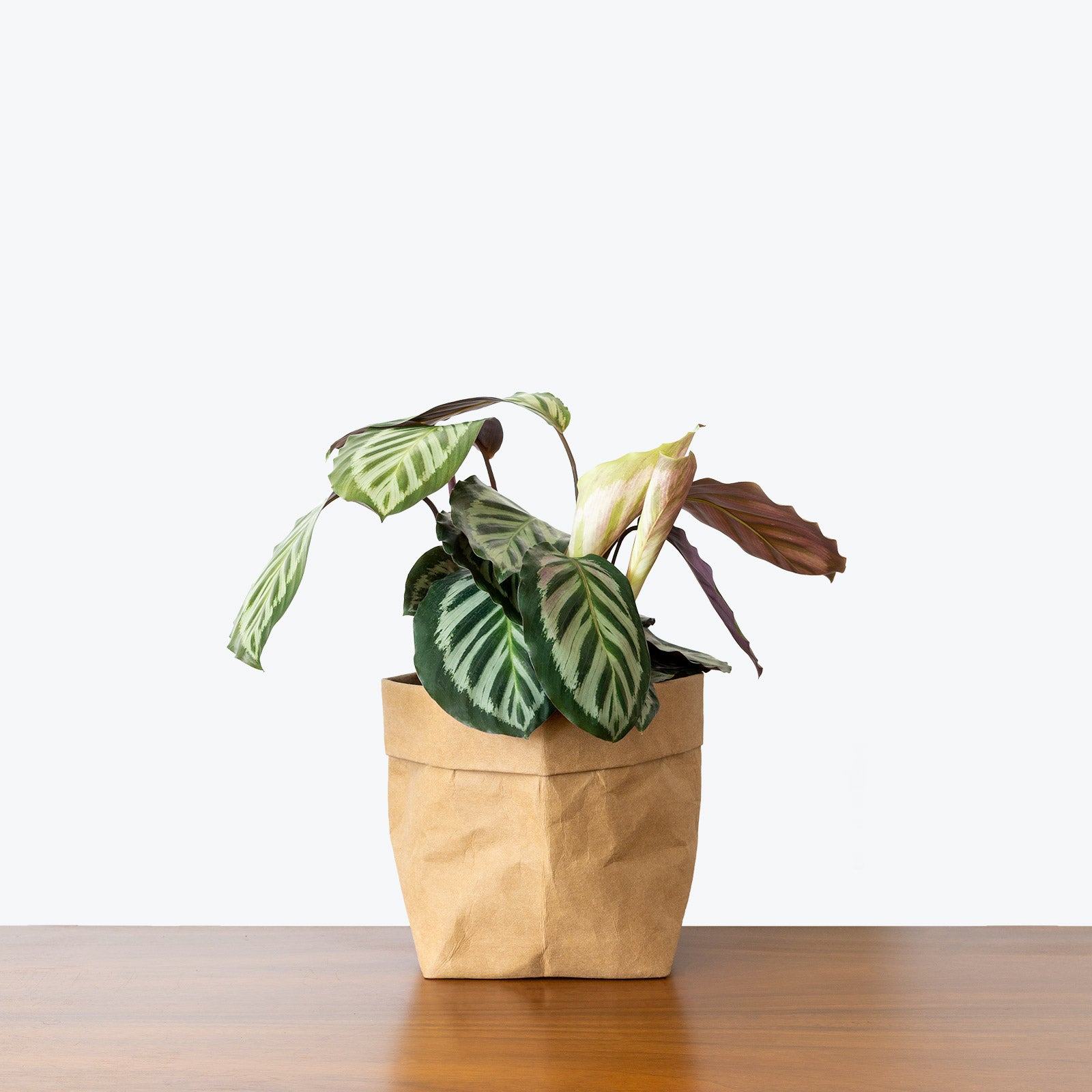 Calathea Roseopicta Cora - Toronto House Plant Delivery - JOMO Studio