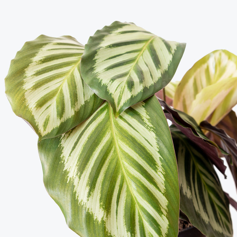 Calathea Roseopicta Cora - Toronto House Plant Delivery - JOMO Studio