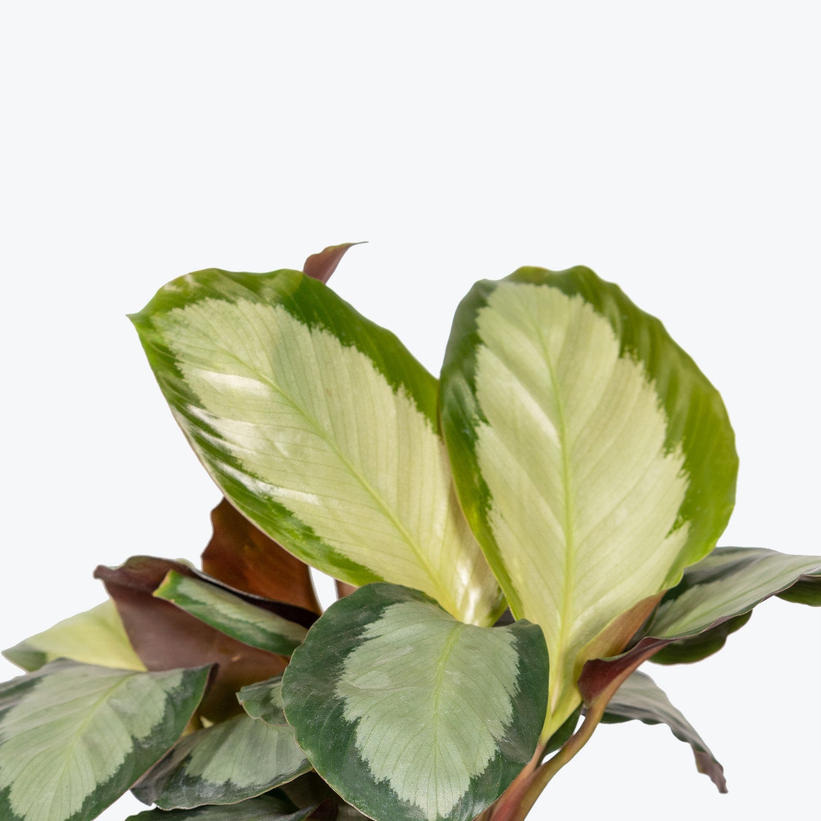 Calathea Roseopicta Corona - Toronto House Plant Delivery - JOMO Studio